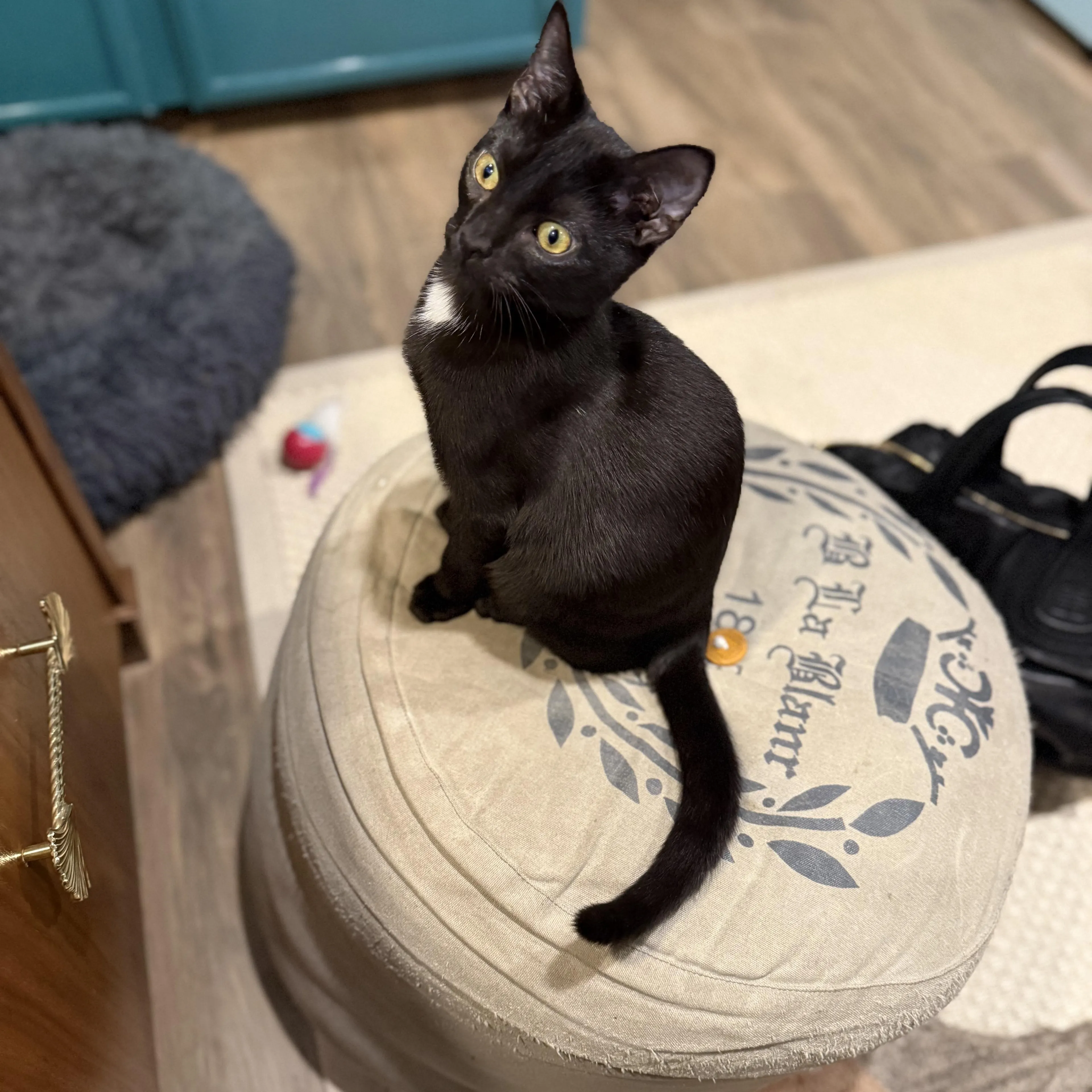 Found pet-4
