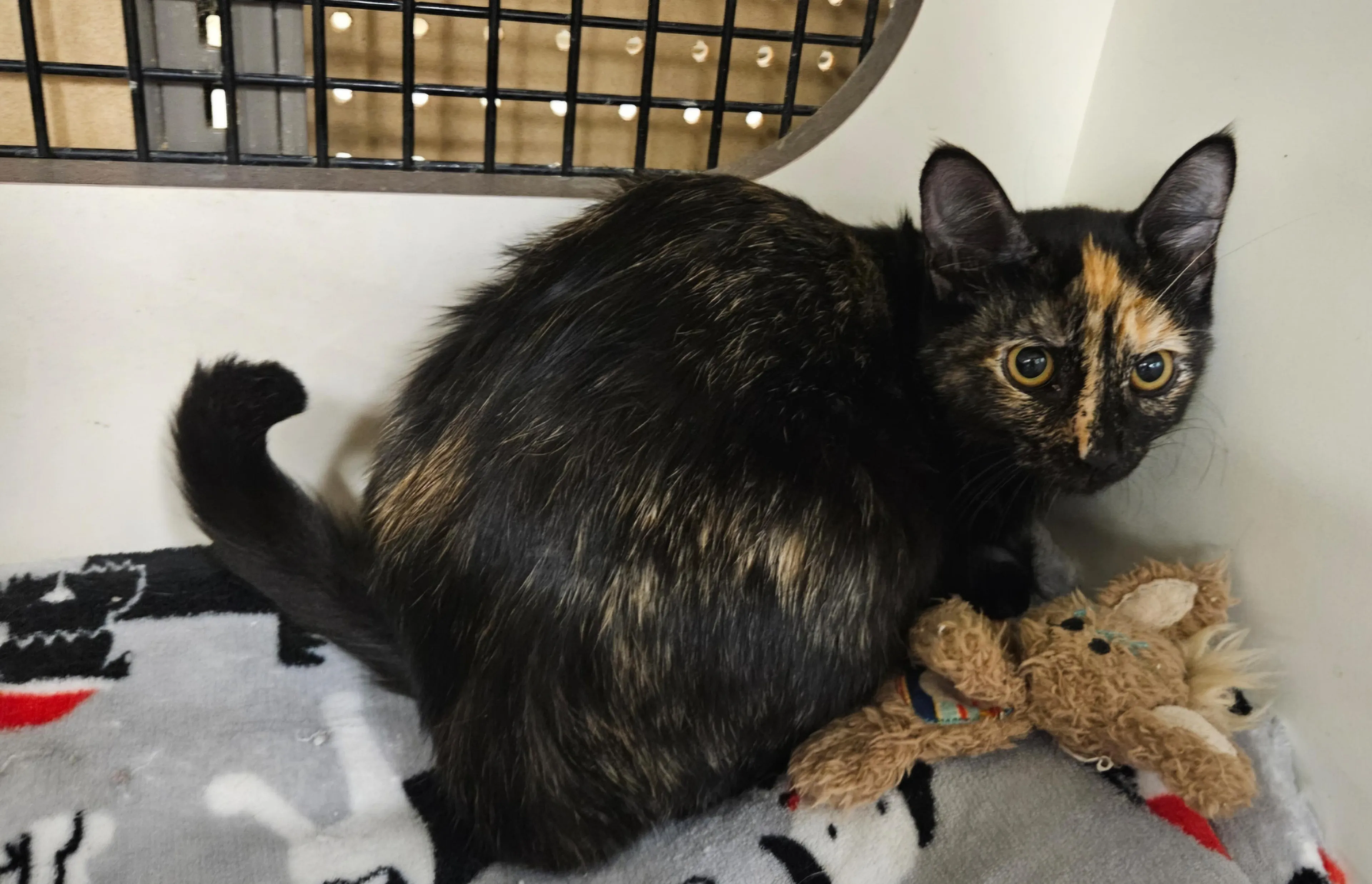 Found pet-4