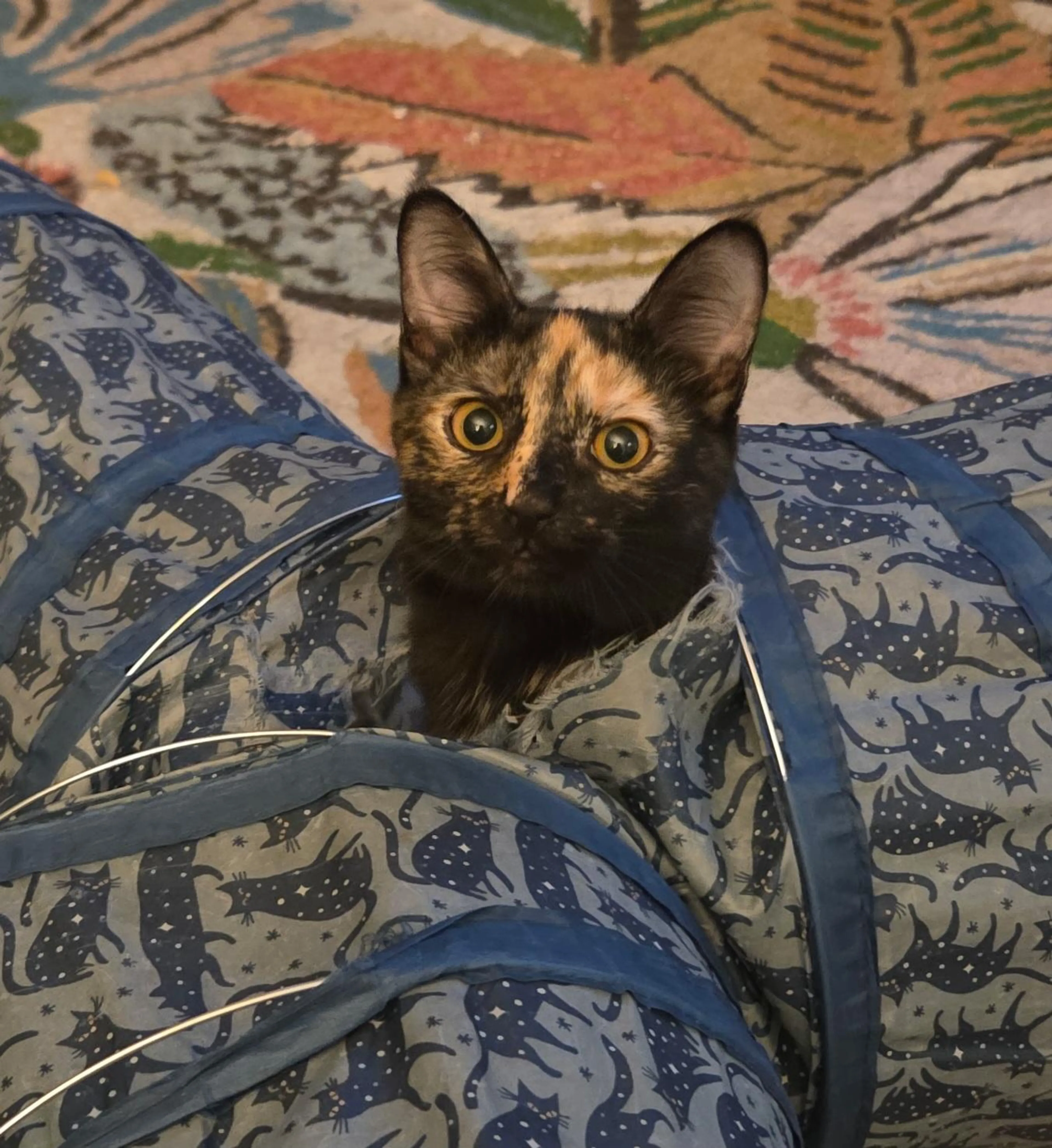 Found pet-5