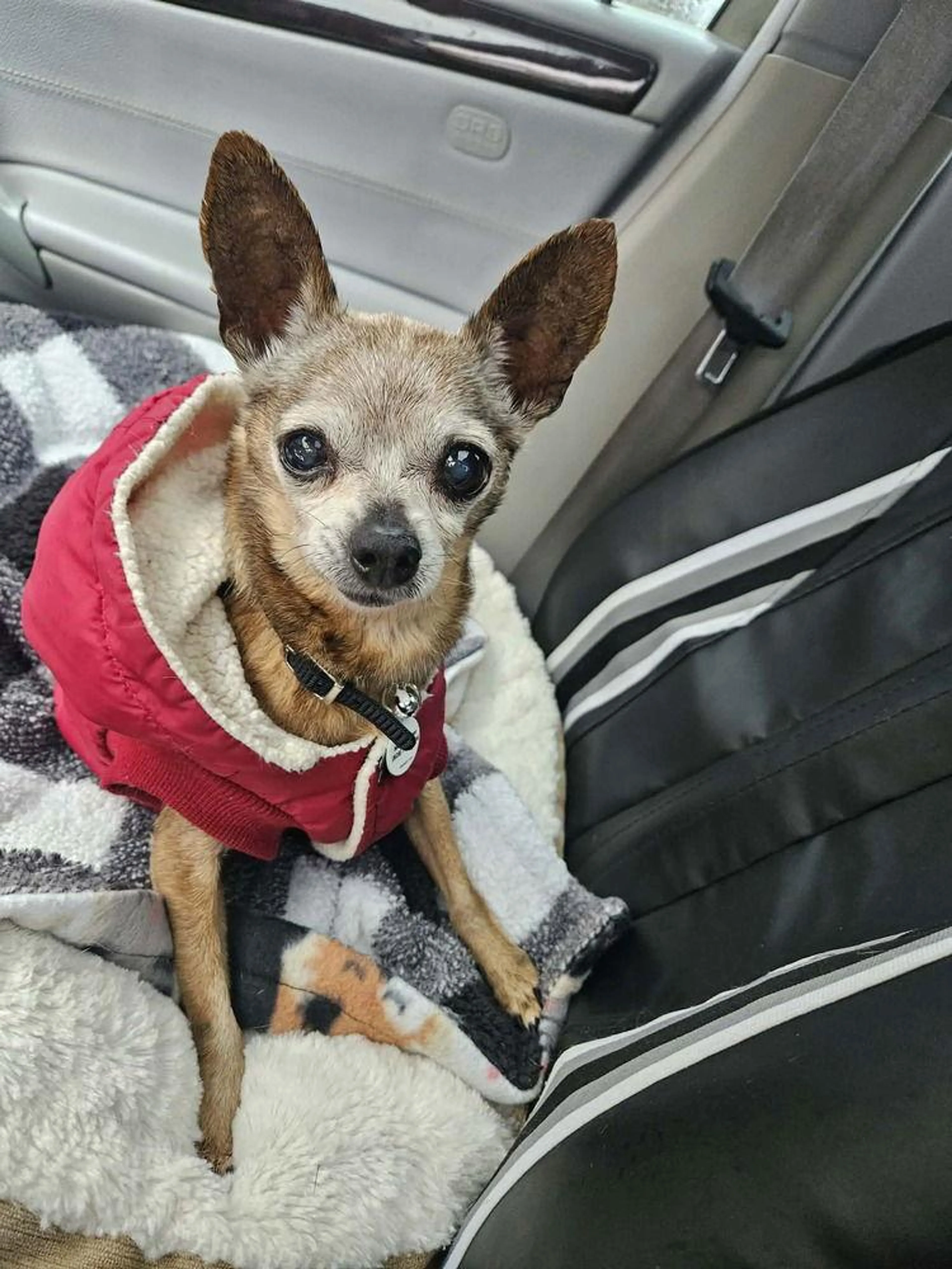 Found pet-2