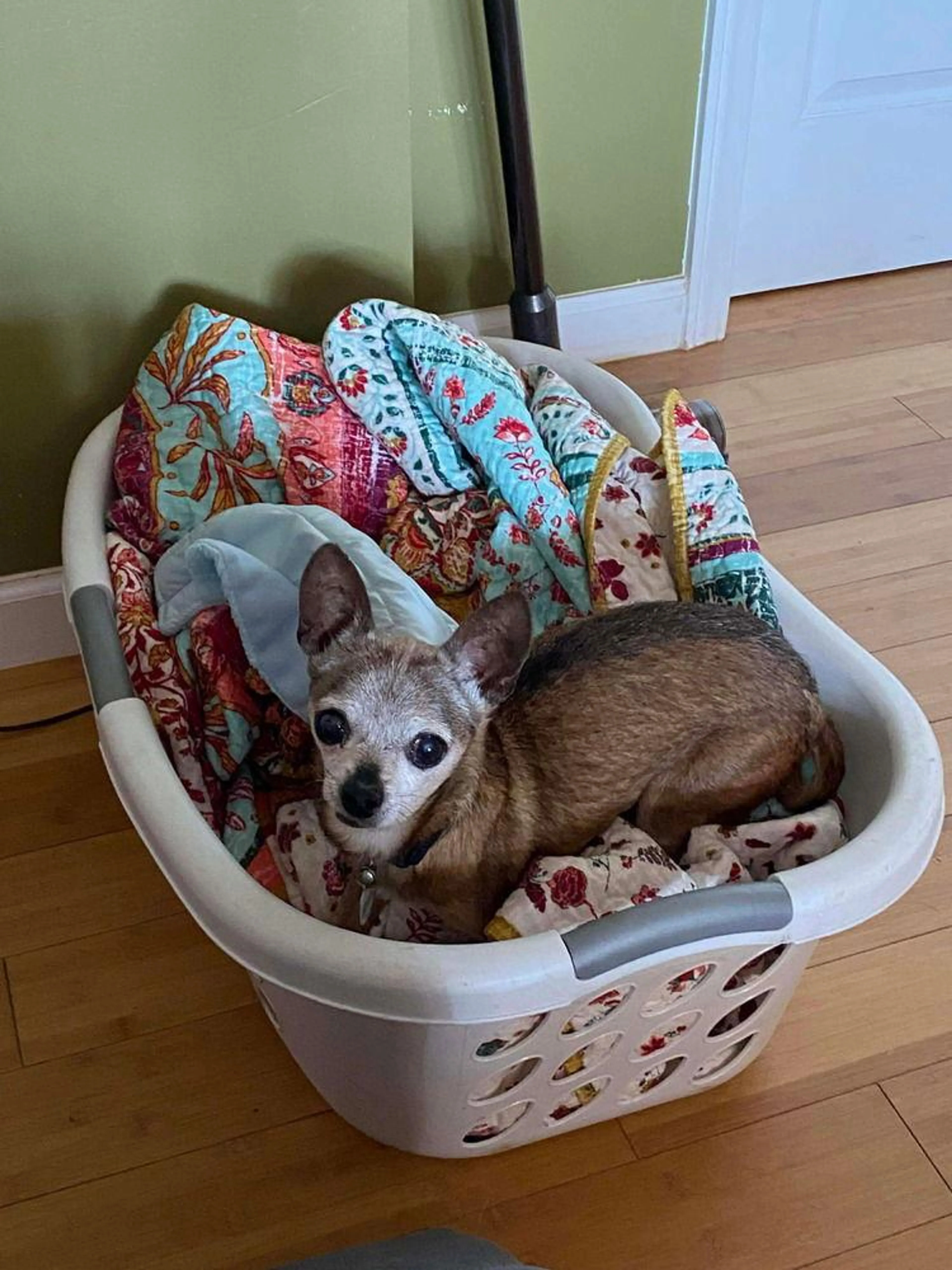 Found pet-1
