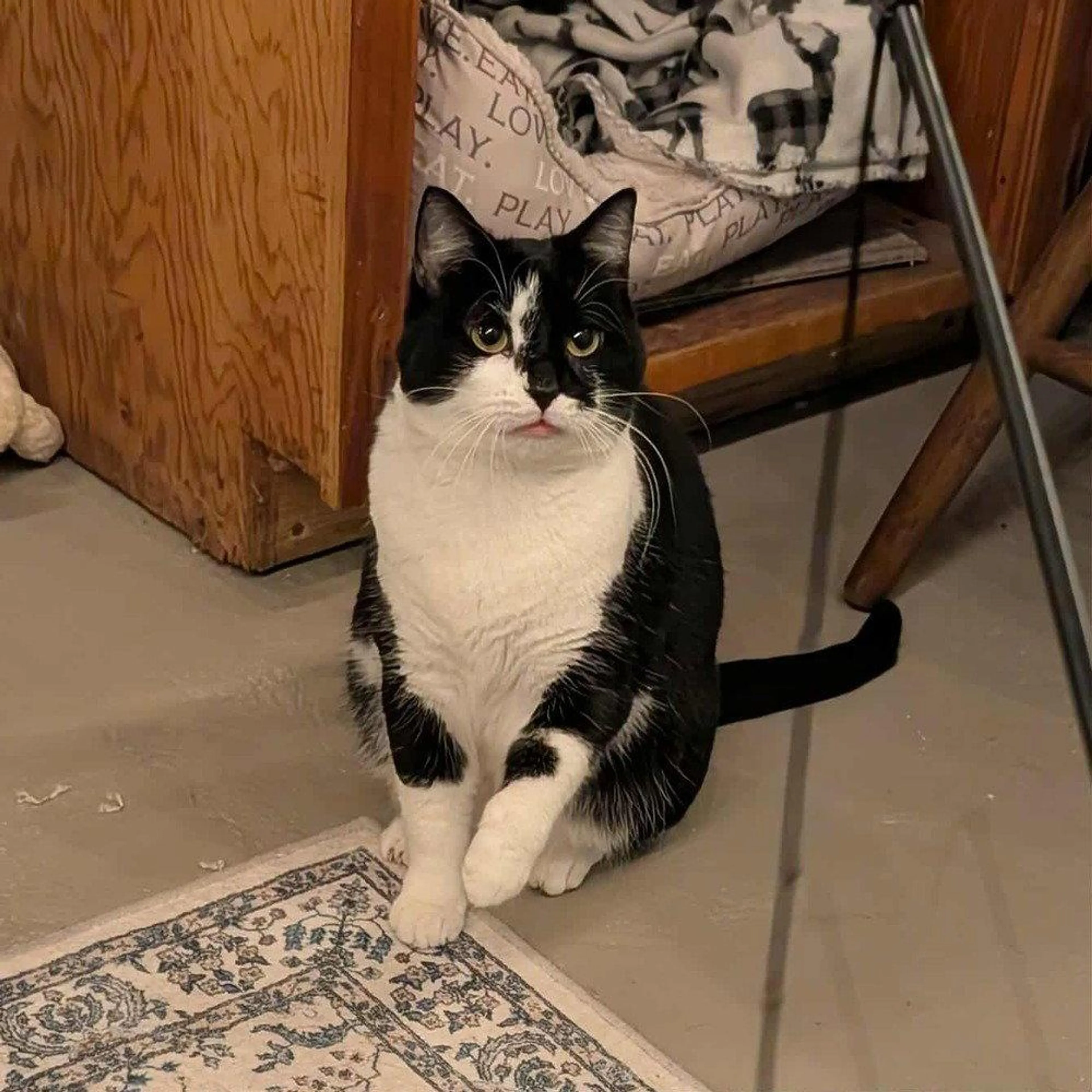 Found pet-0