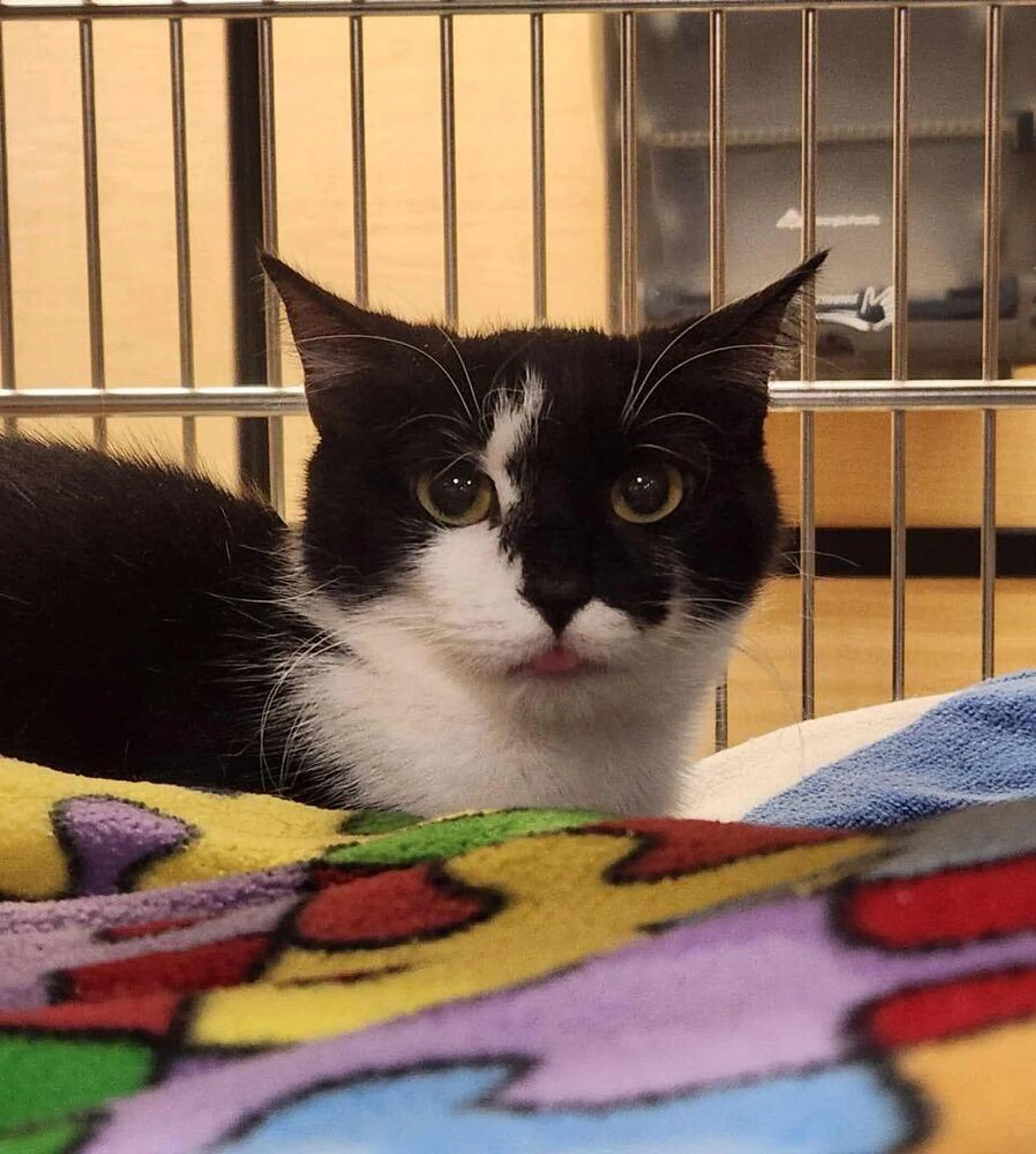 Found pet-2