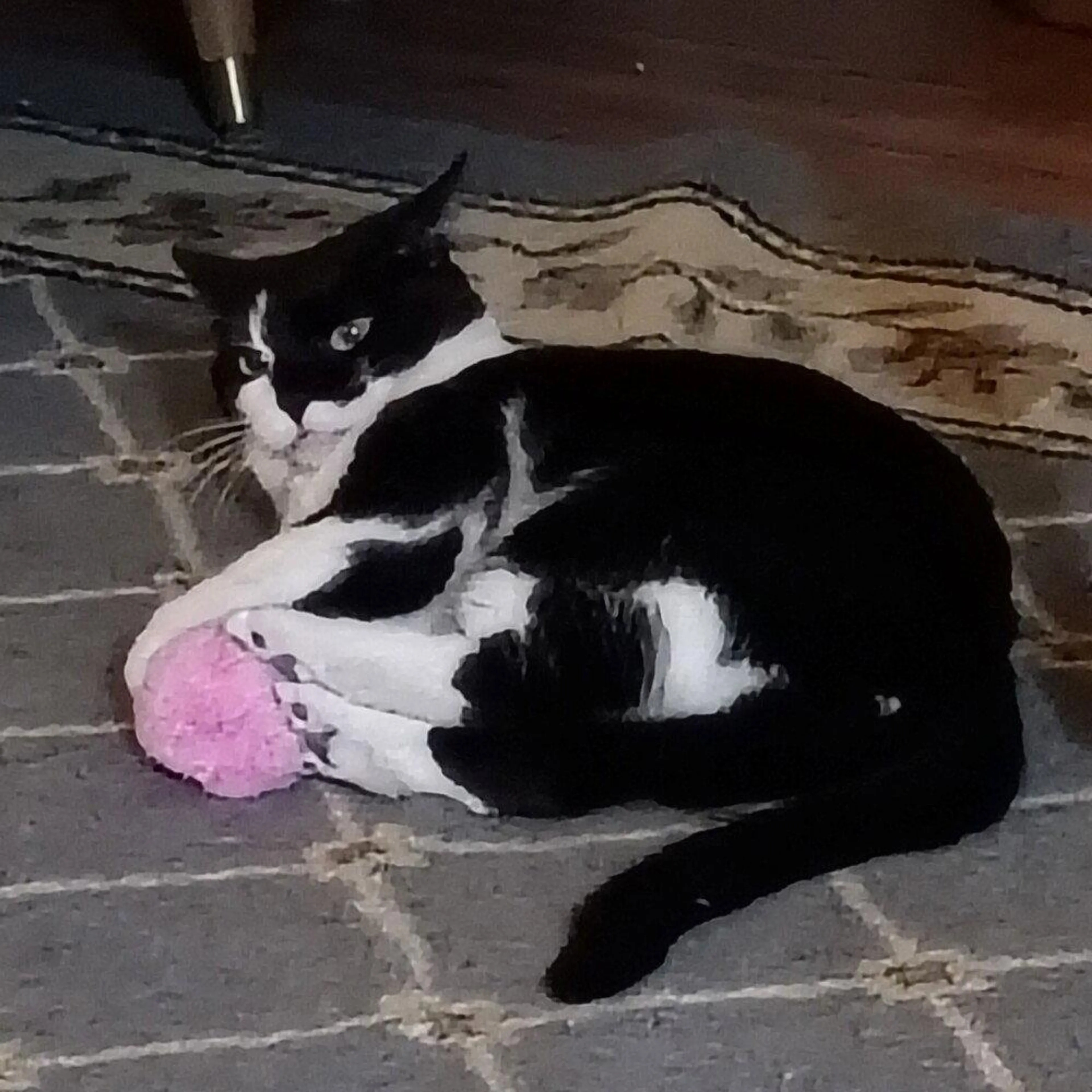 Found pet-1