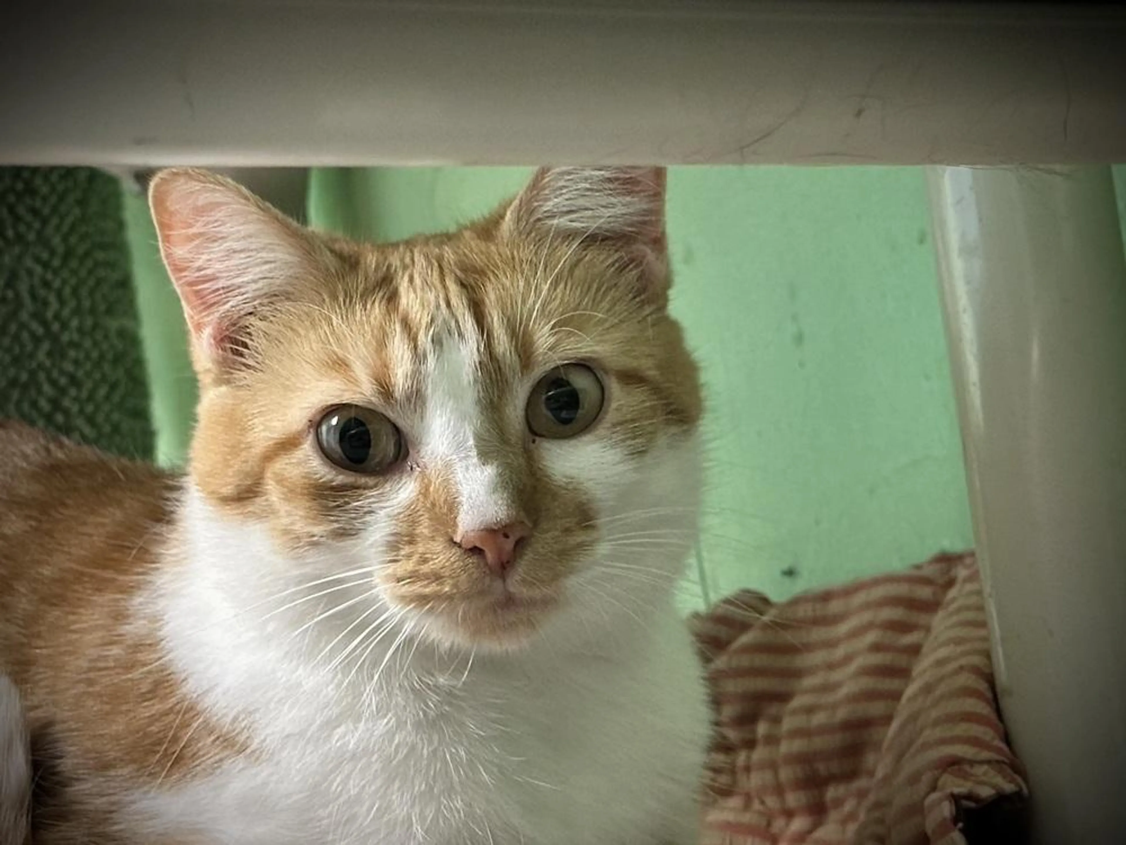 Found pet