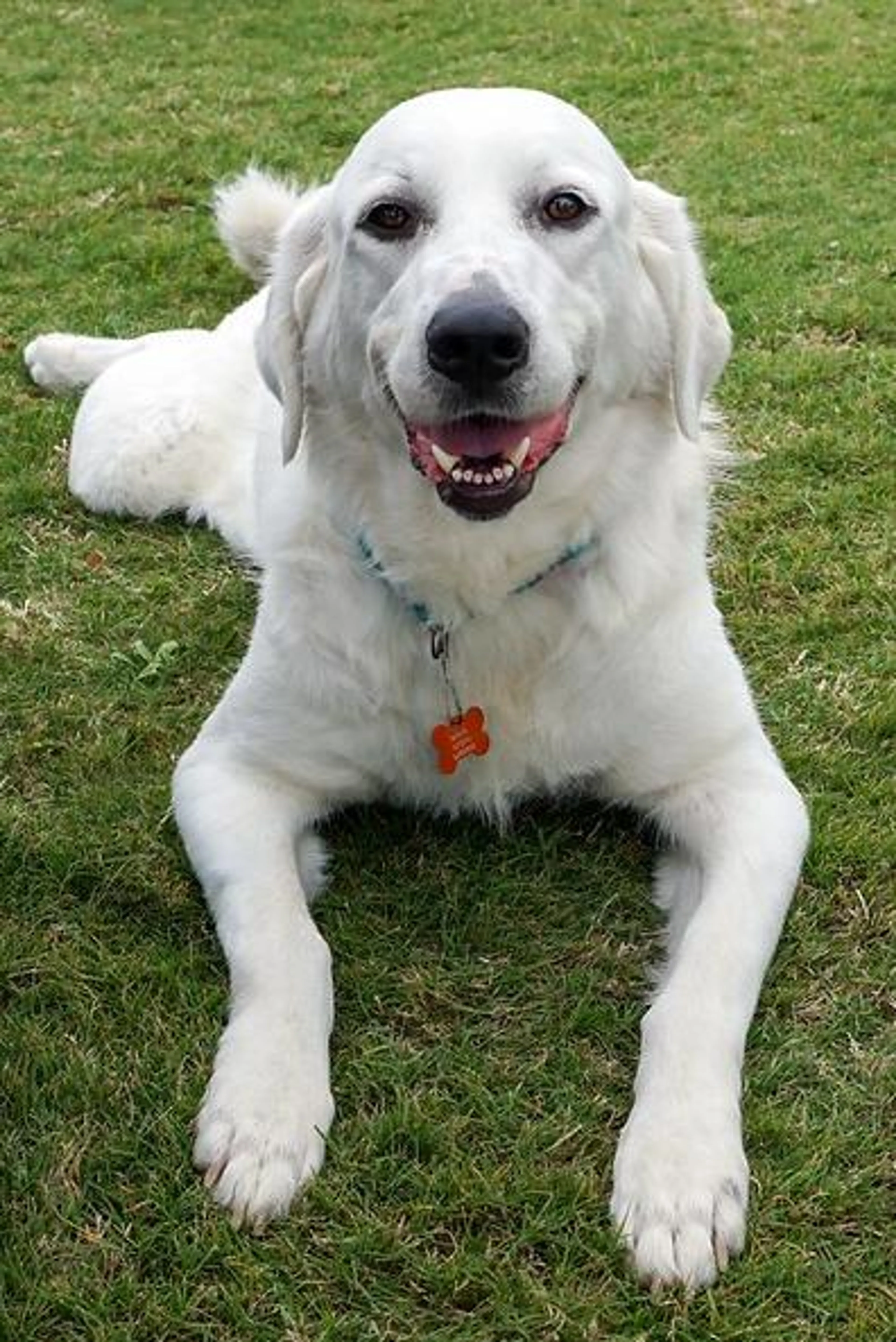 Found pet-1
