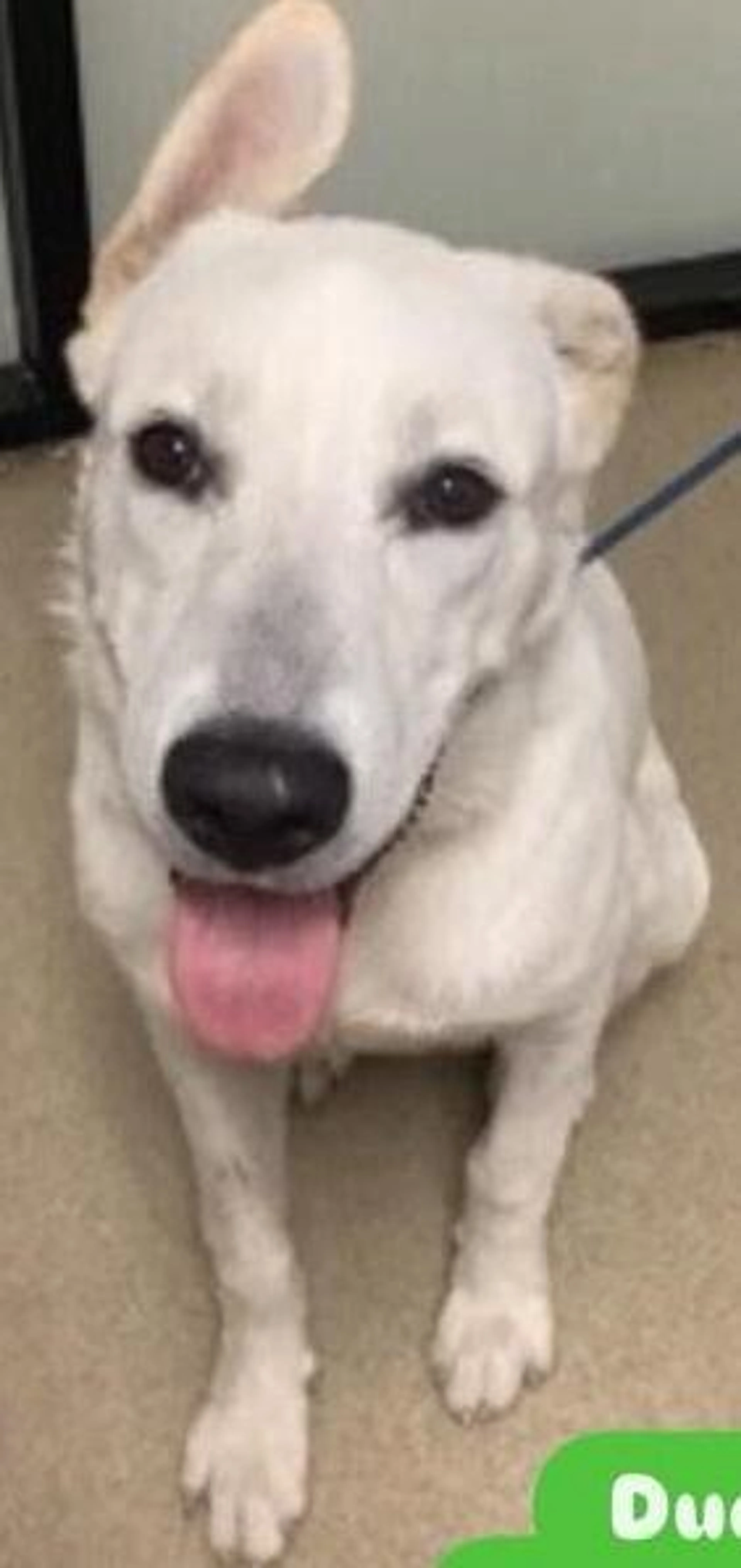 Found pet-4