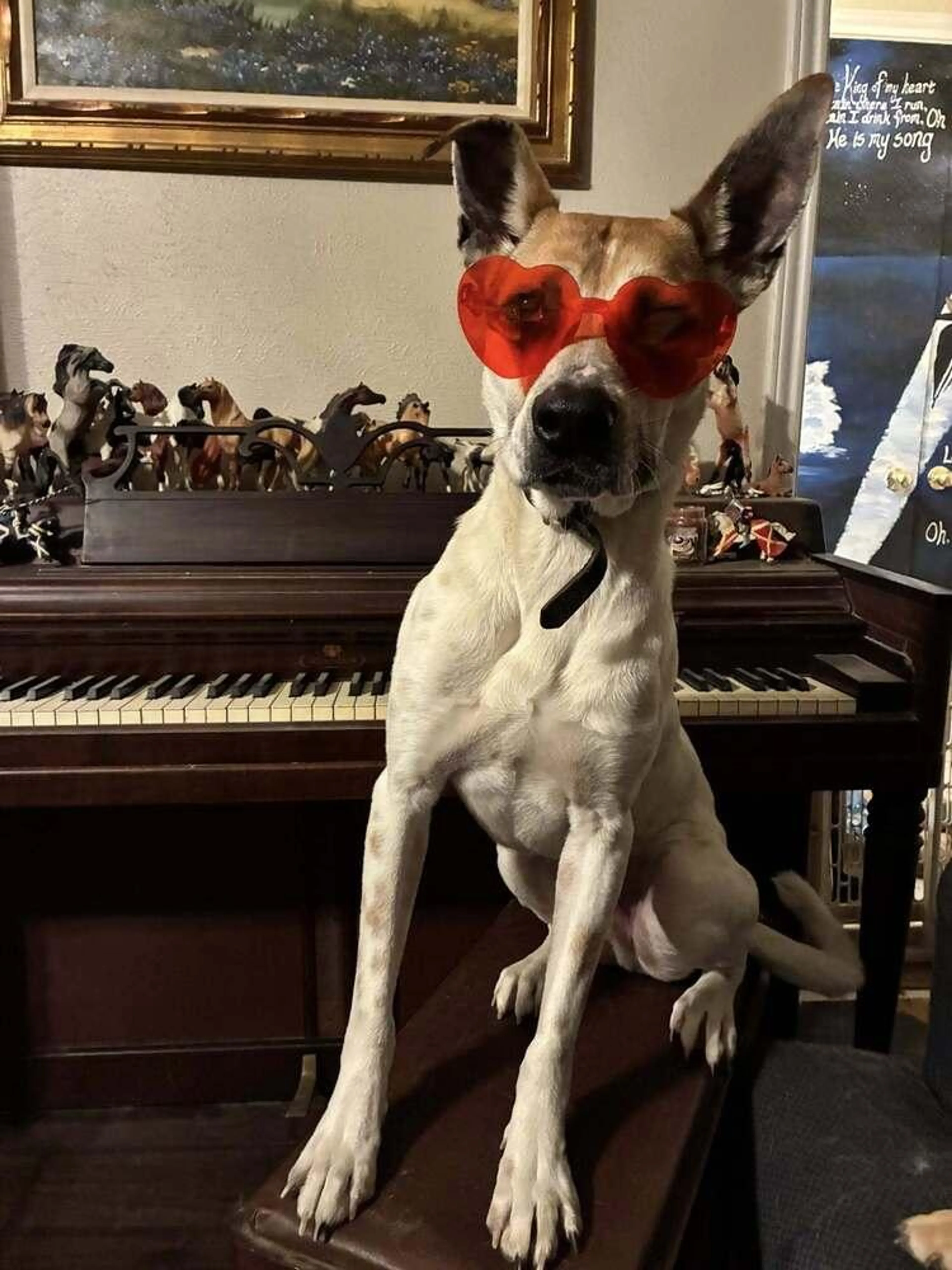 Found pet-2
