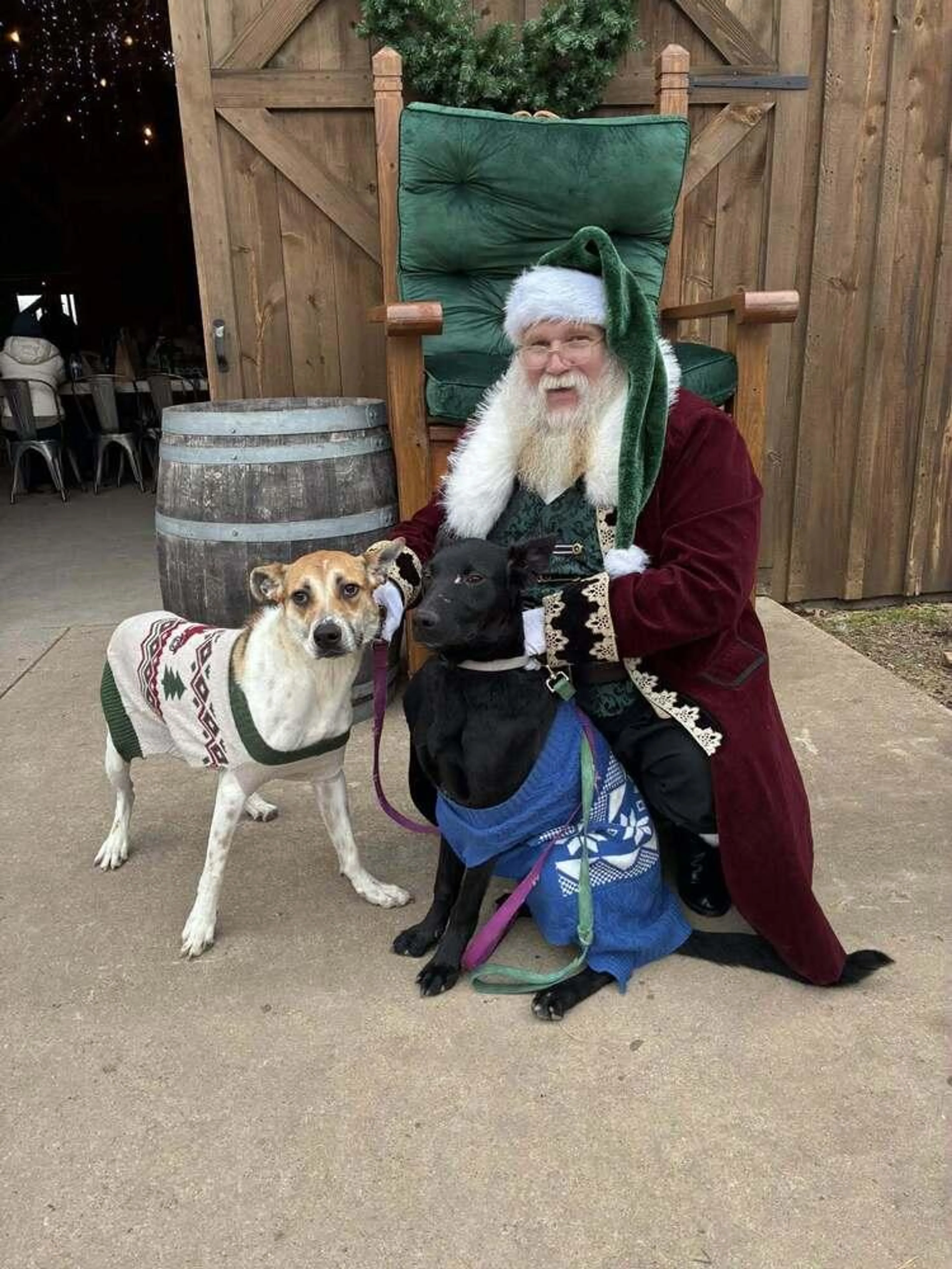 Found pet-1
