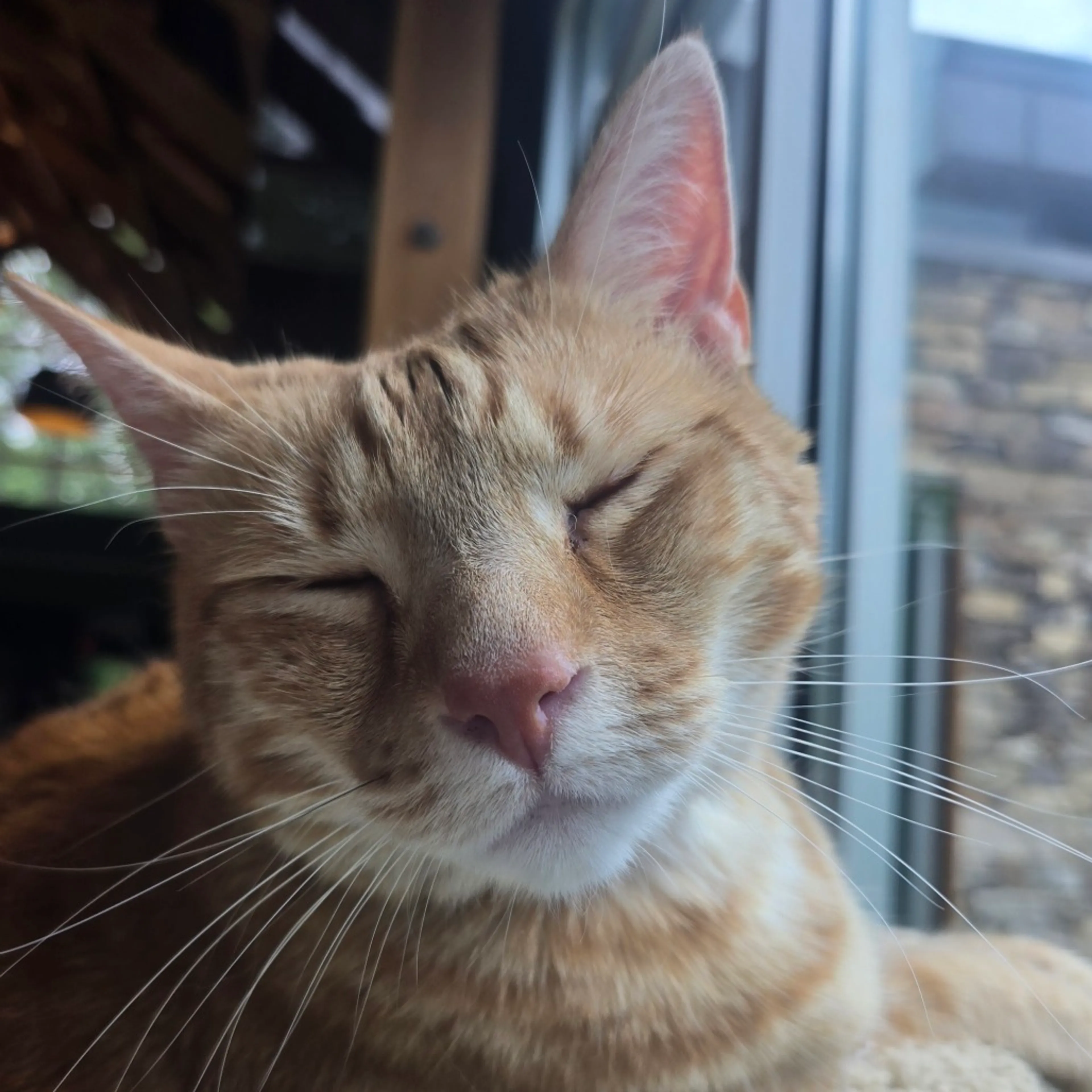 Found pet-3