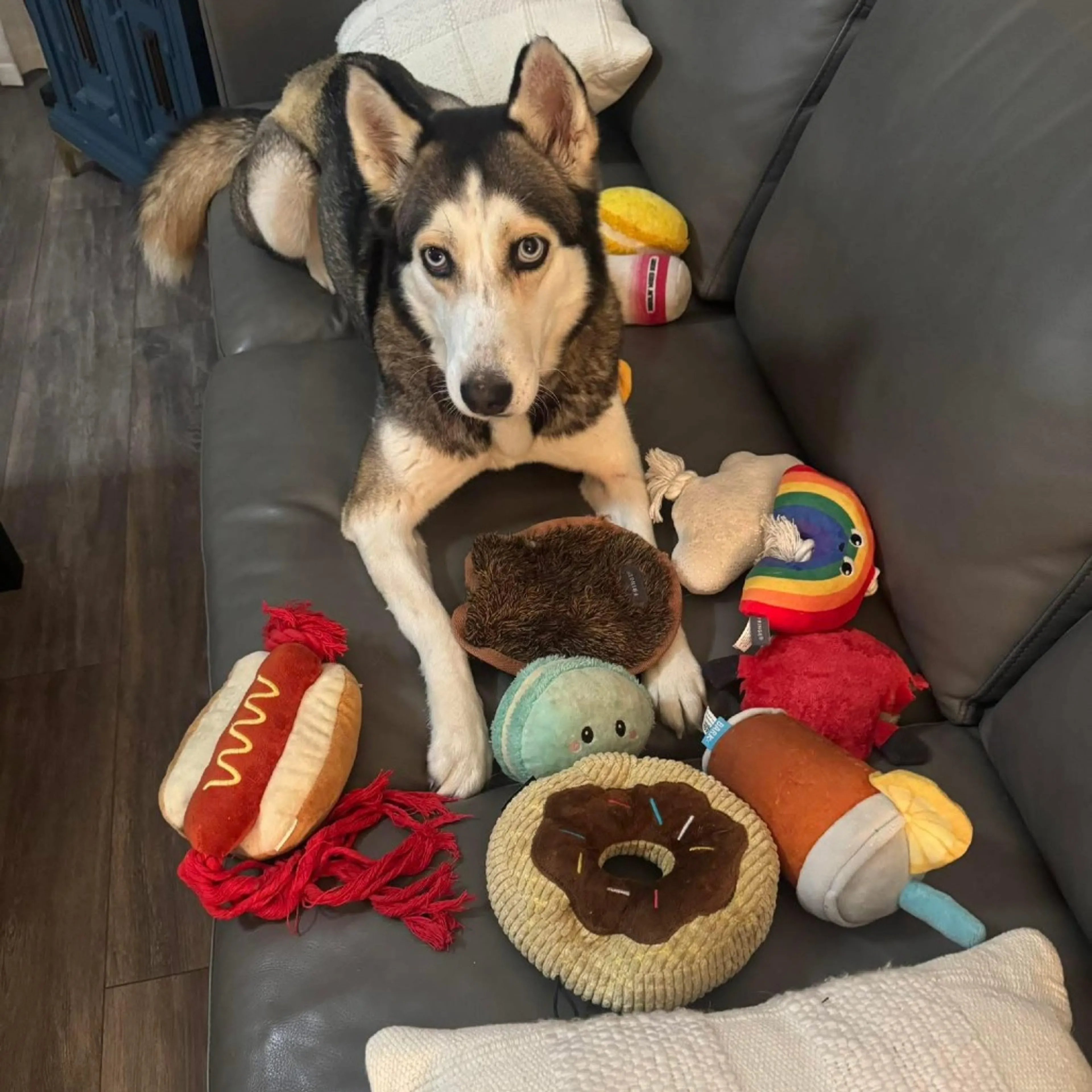 Found pet-3