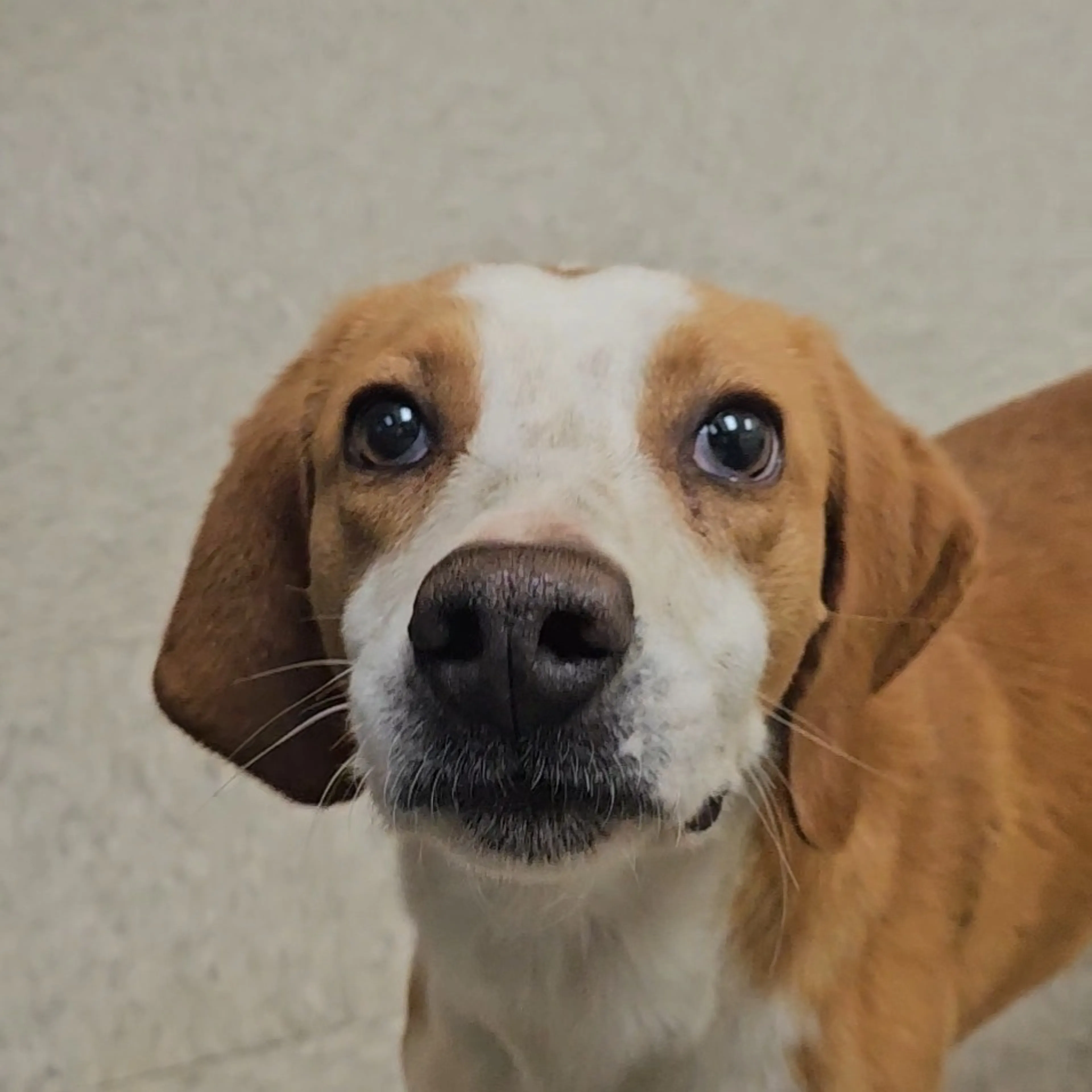Found pet-1