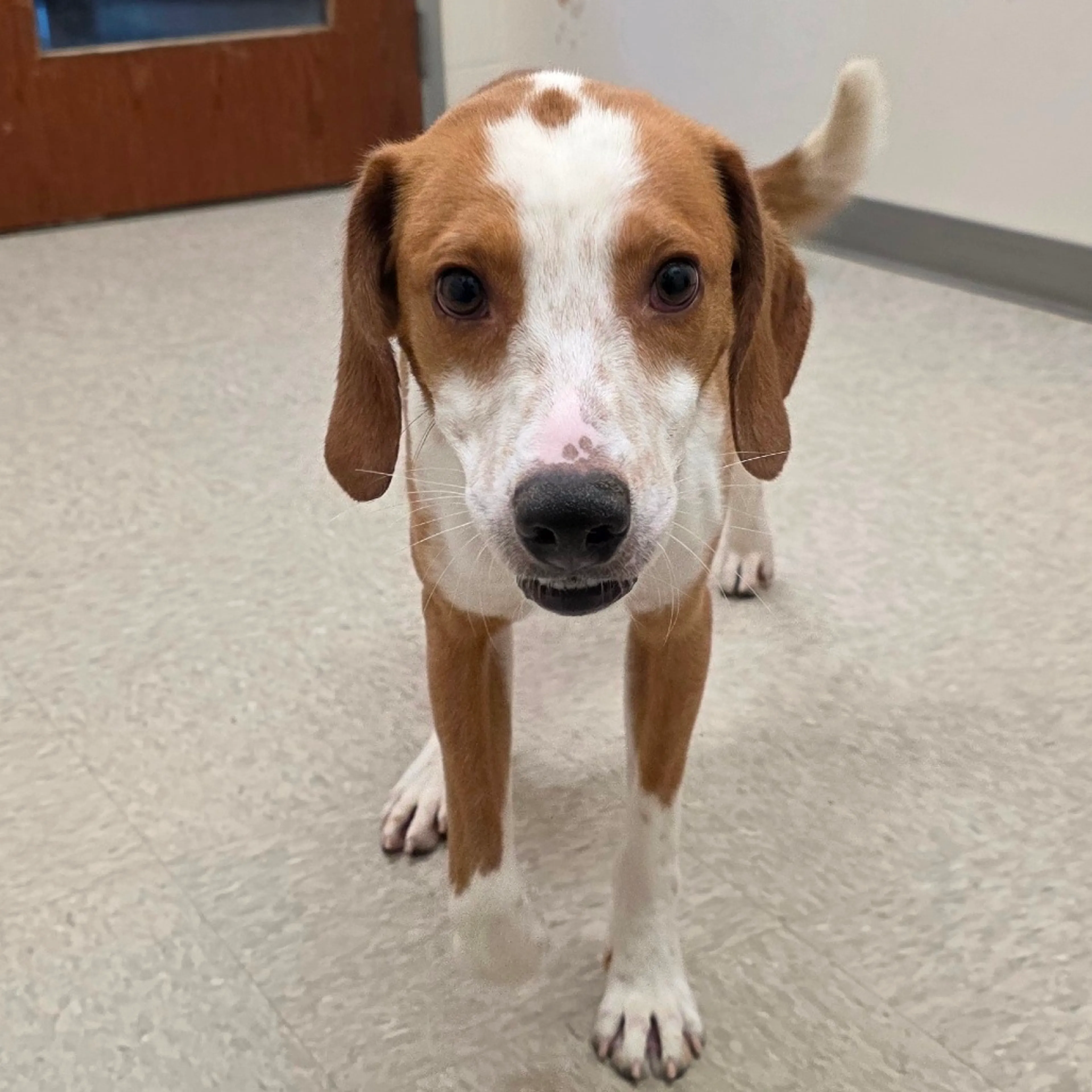 Found pet-2