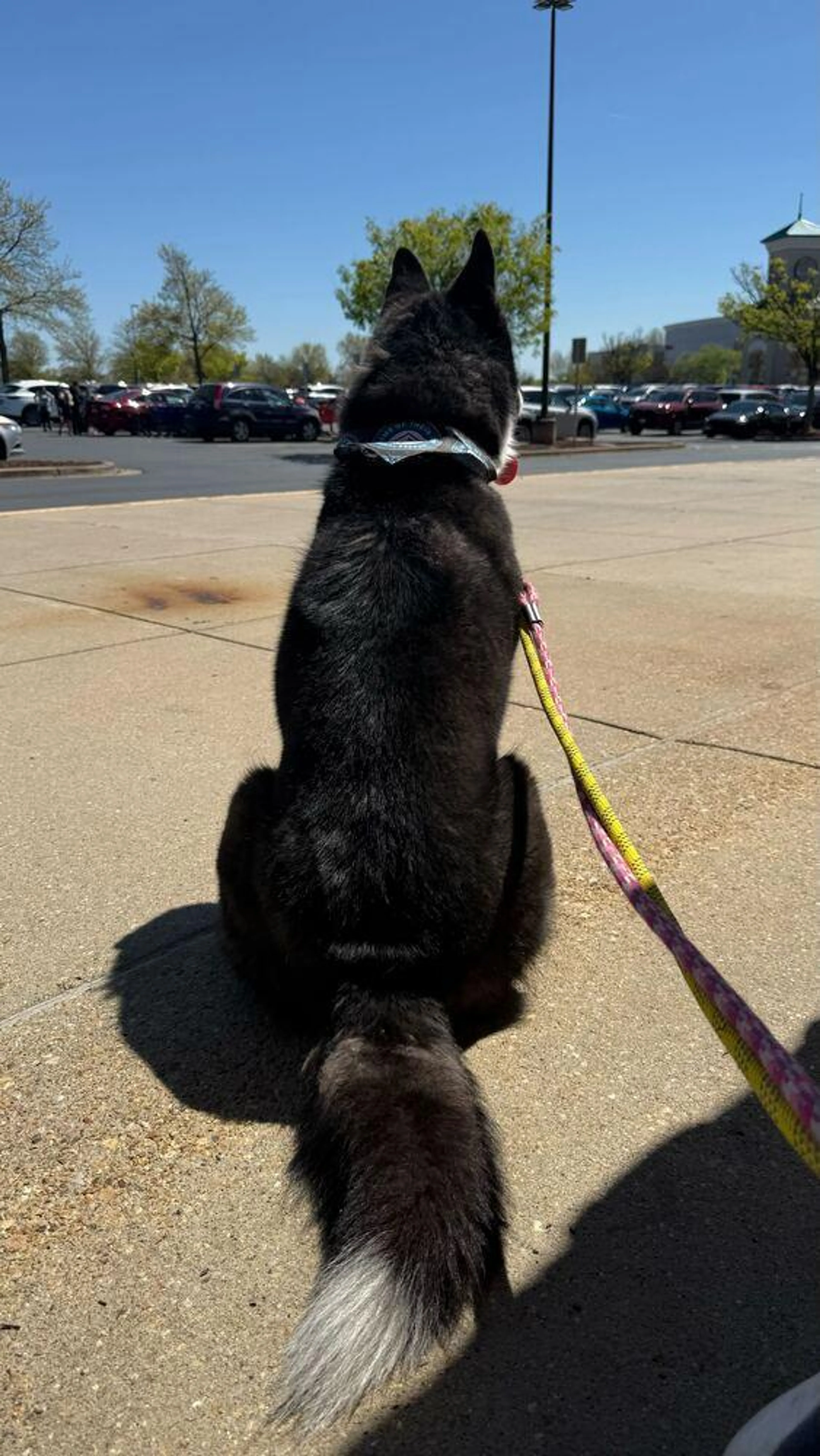 Found pet-1
