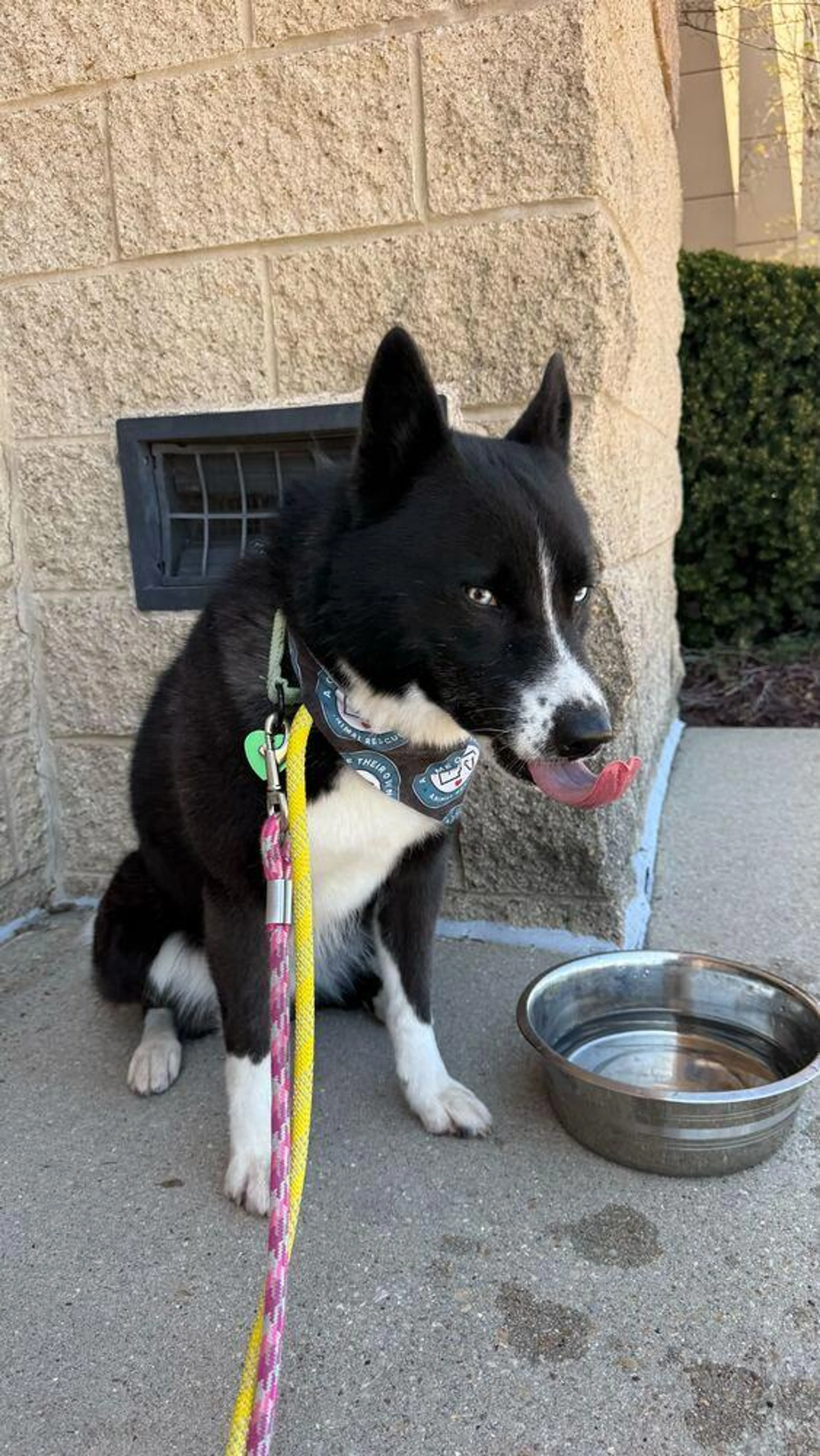 Found pet-2