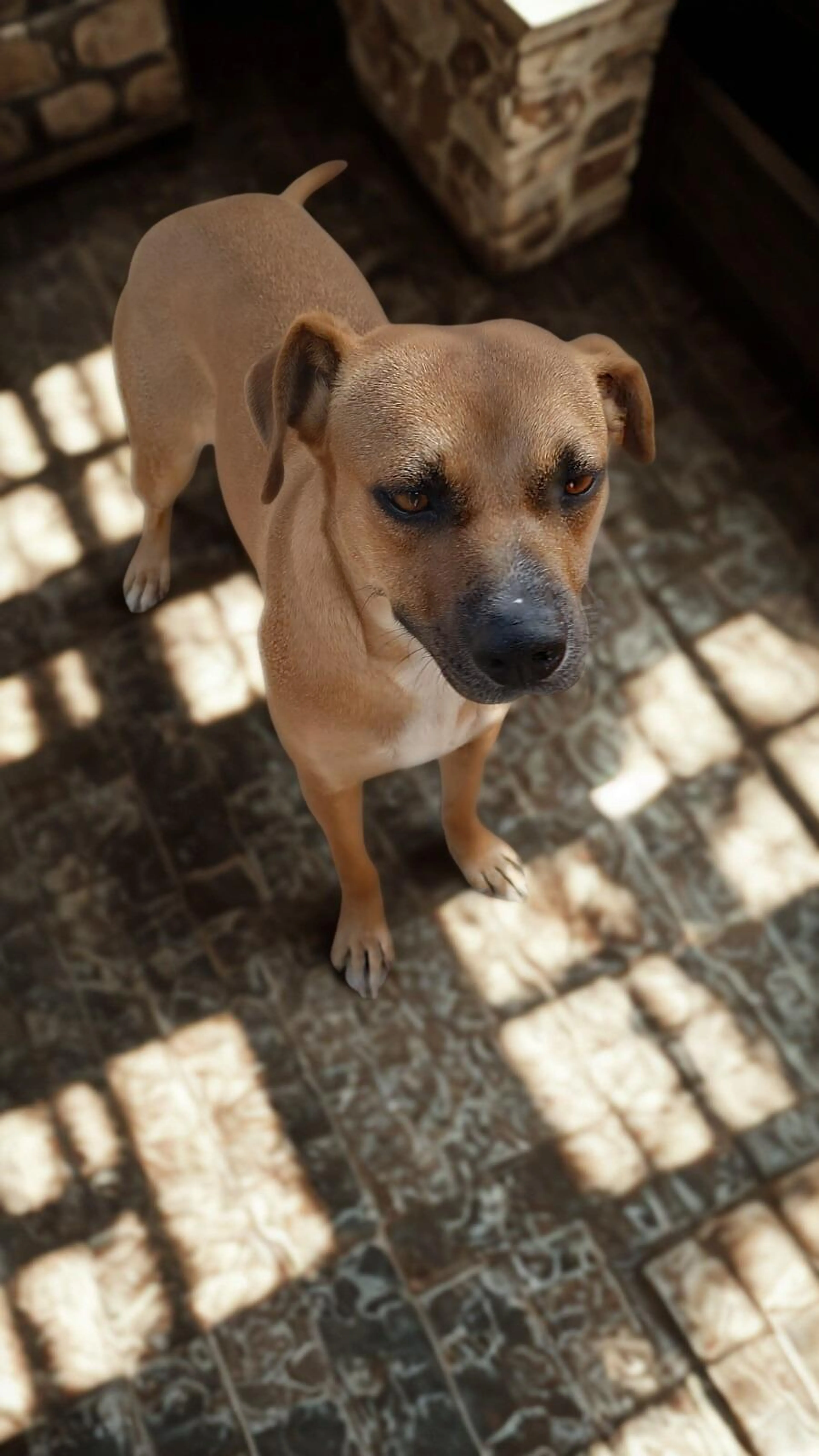 Found pet-2