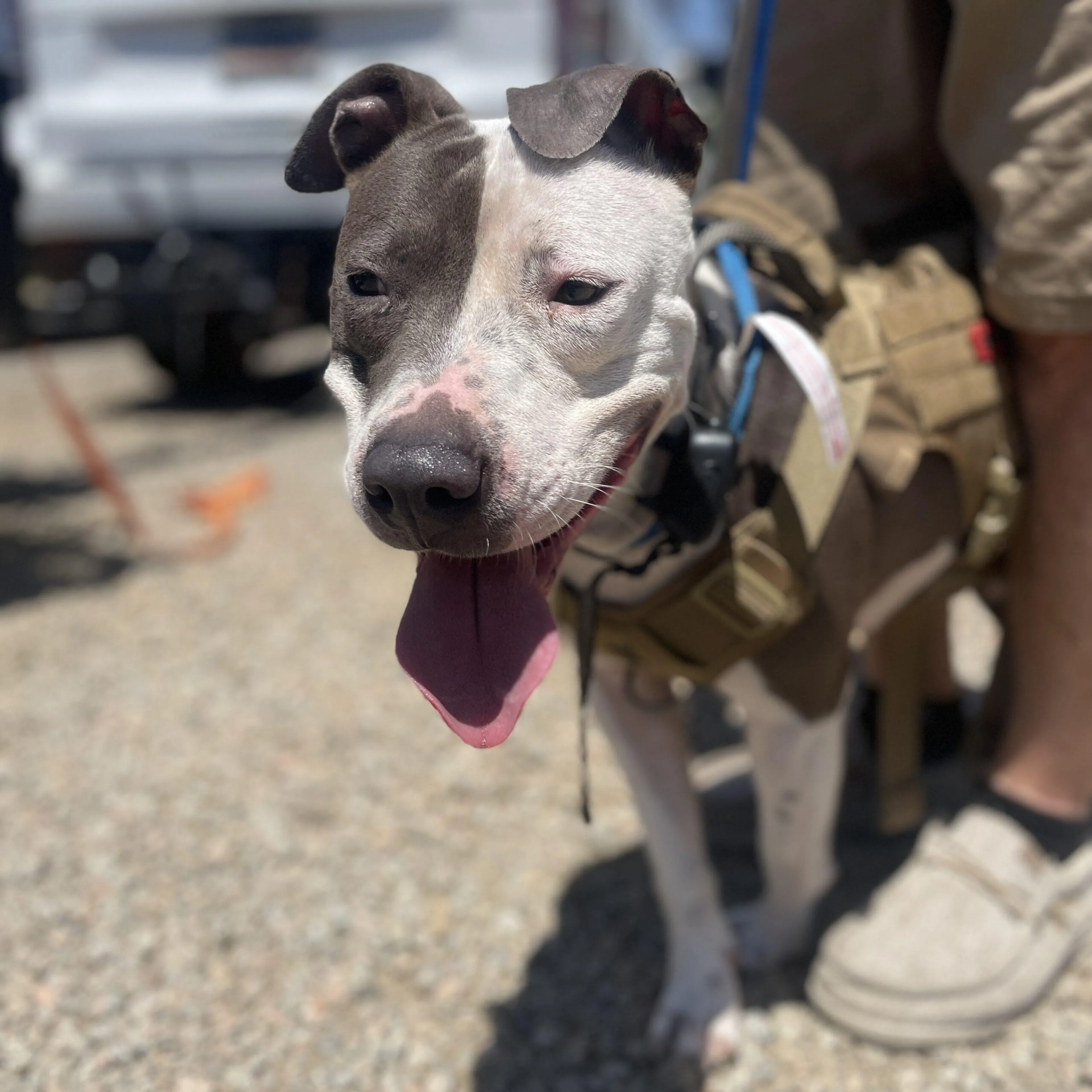 Found pet-2