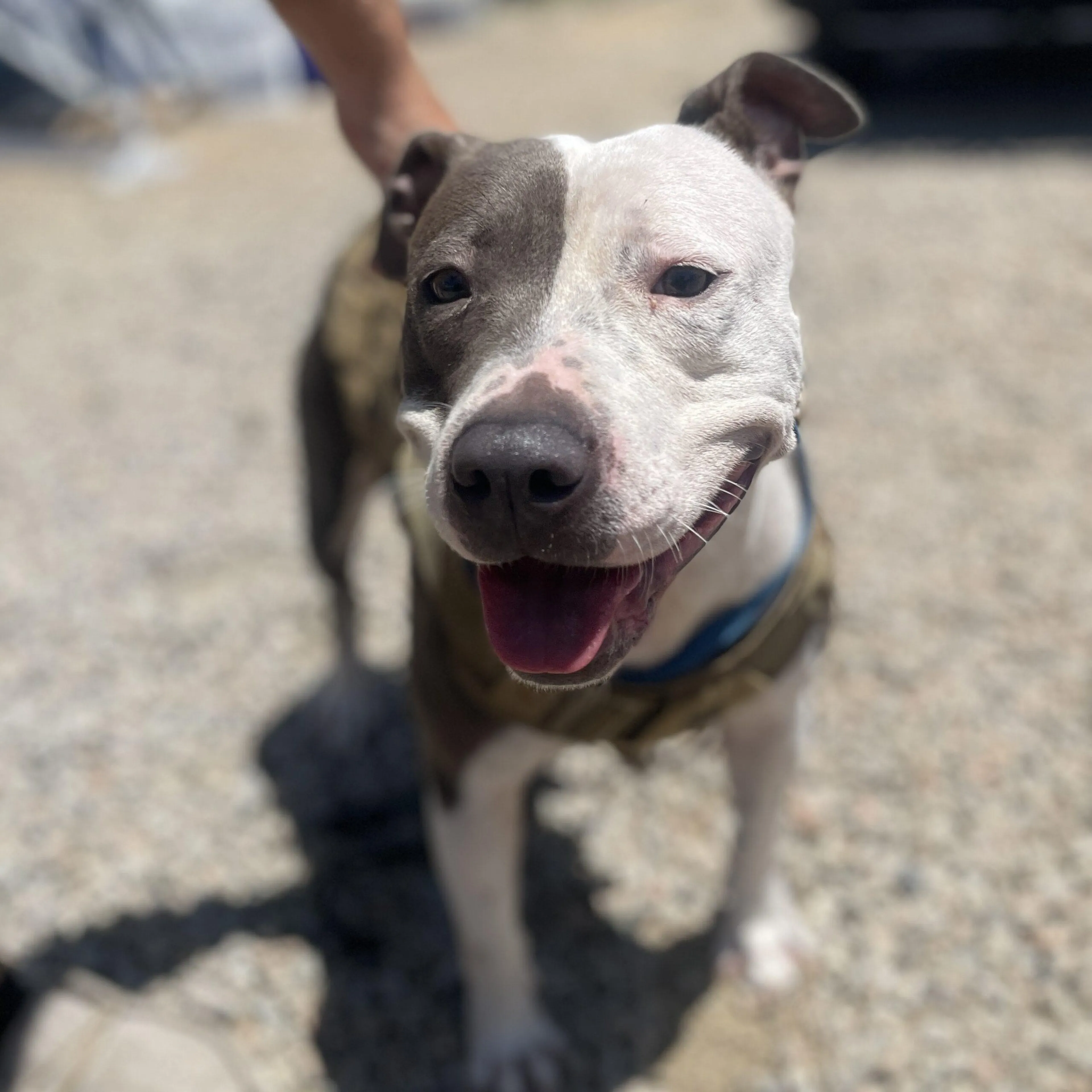 Found pet-1