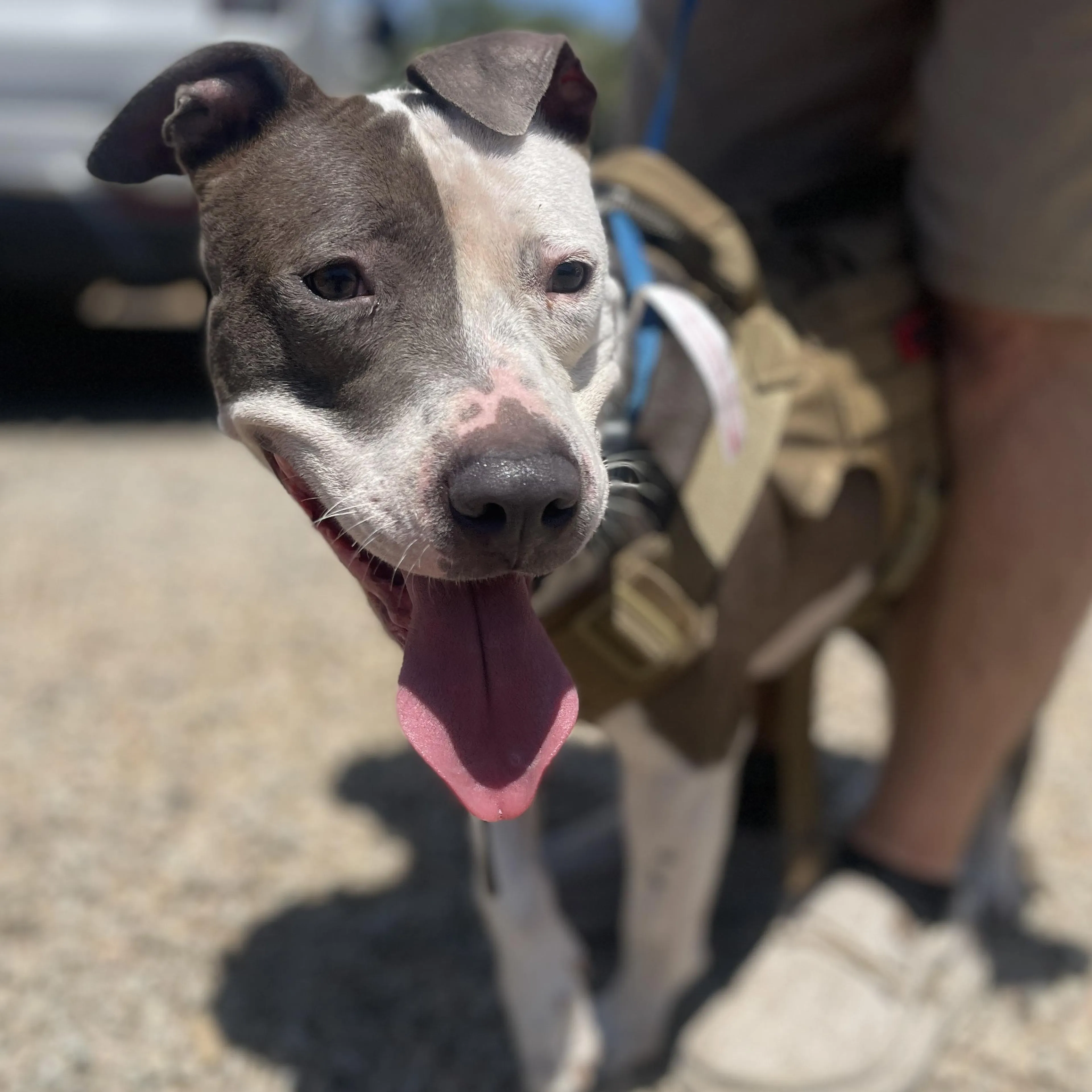 Found pet-3
