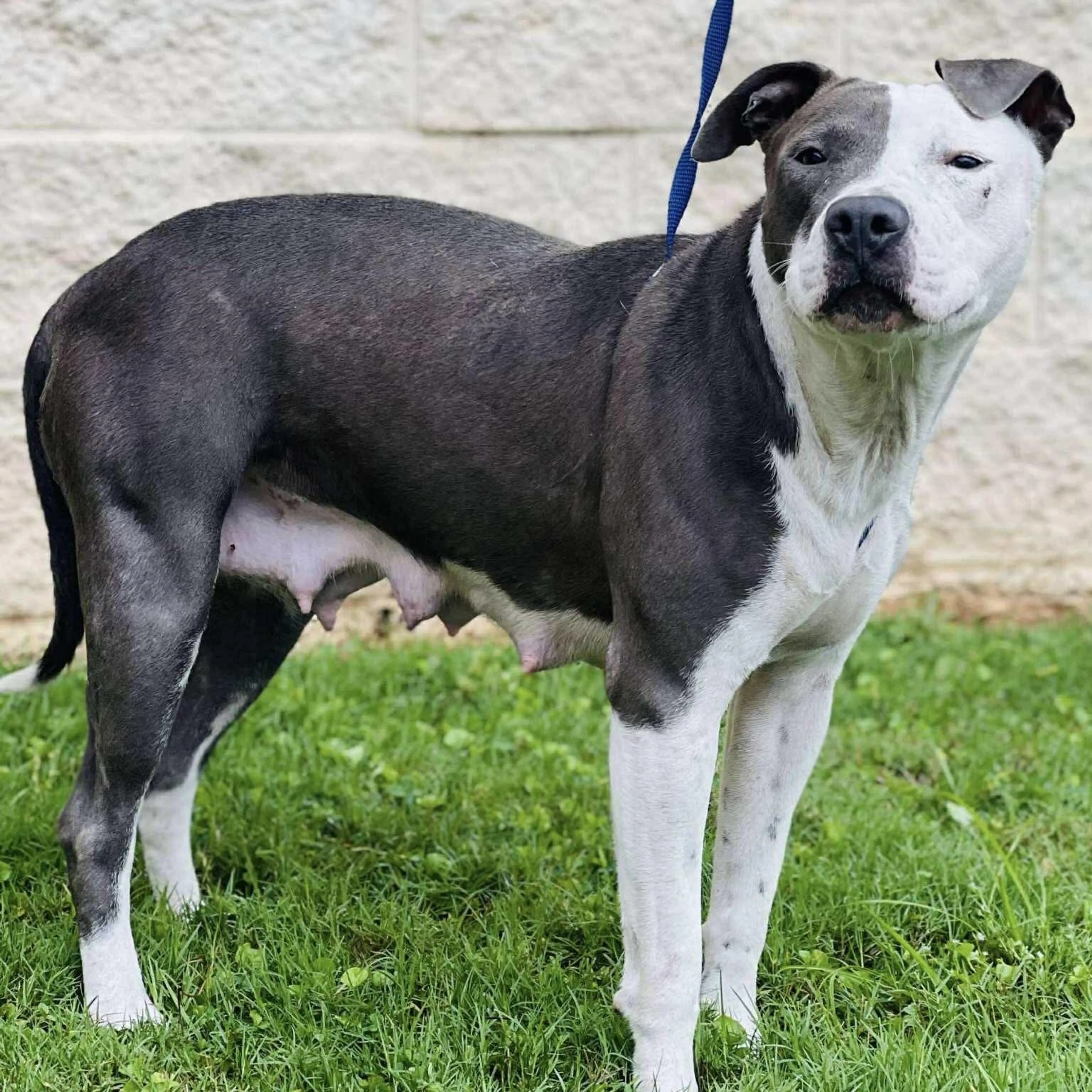 Found pet-4