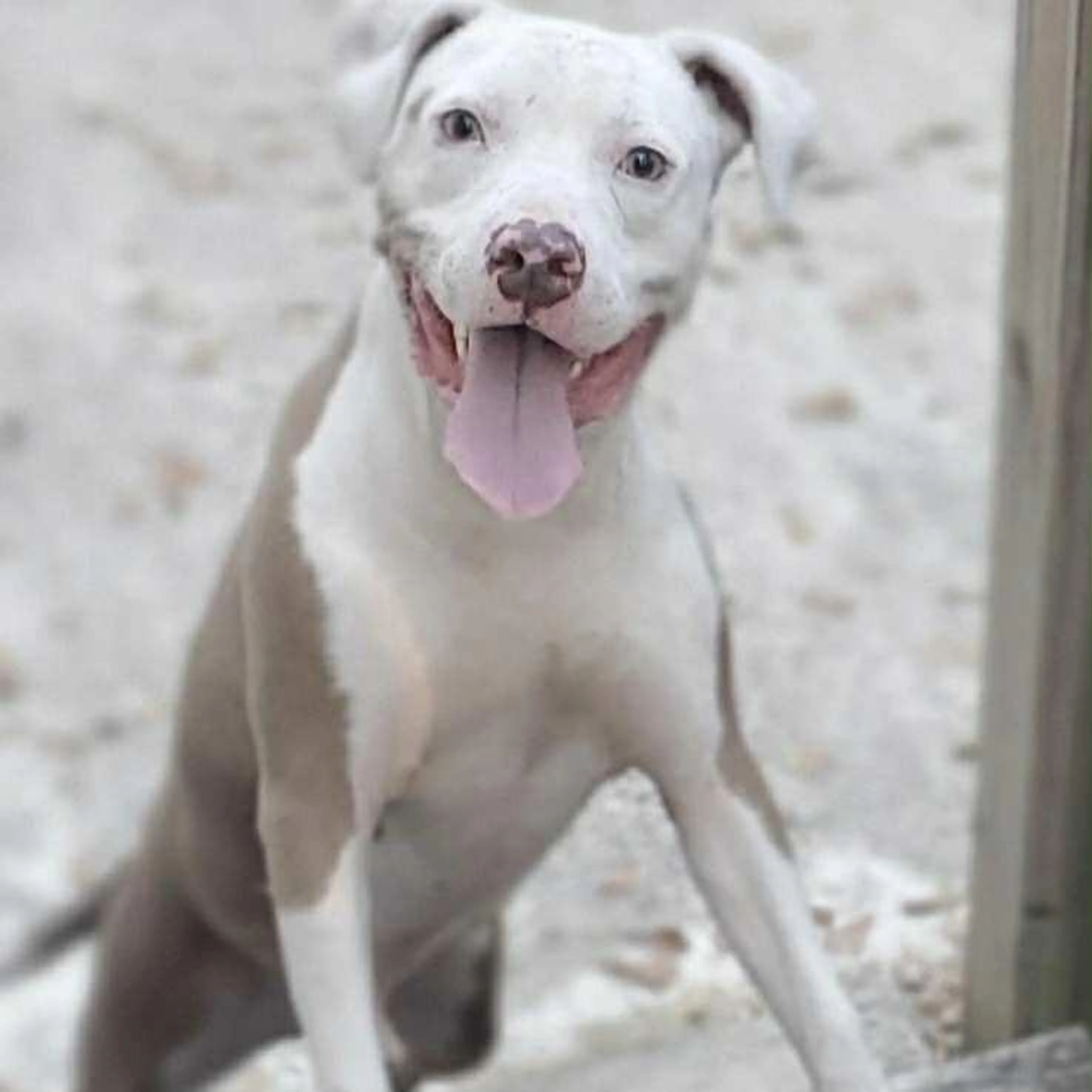 Found pet-2