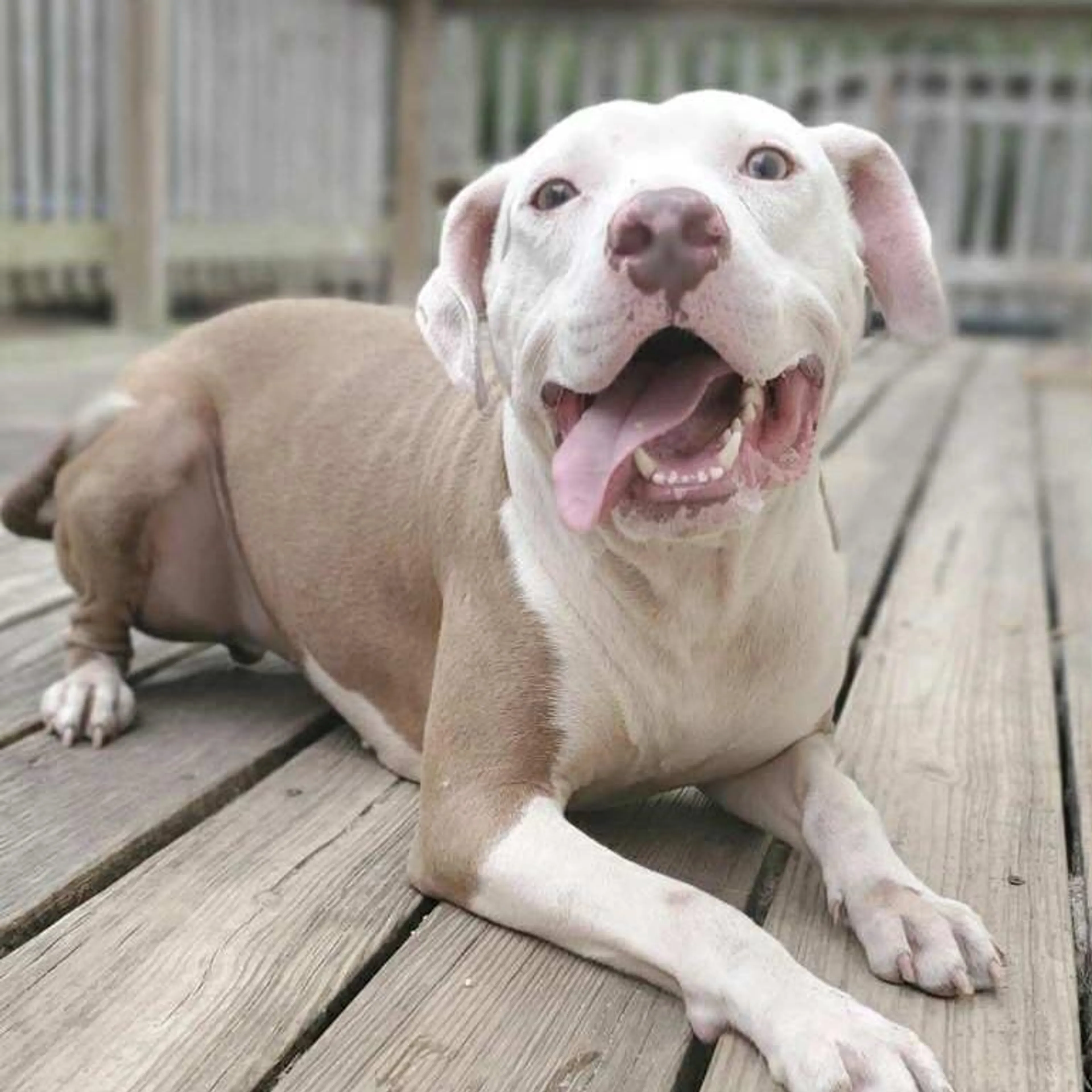 Found pet-5