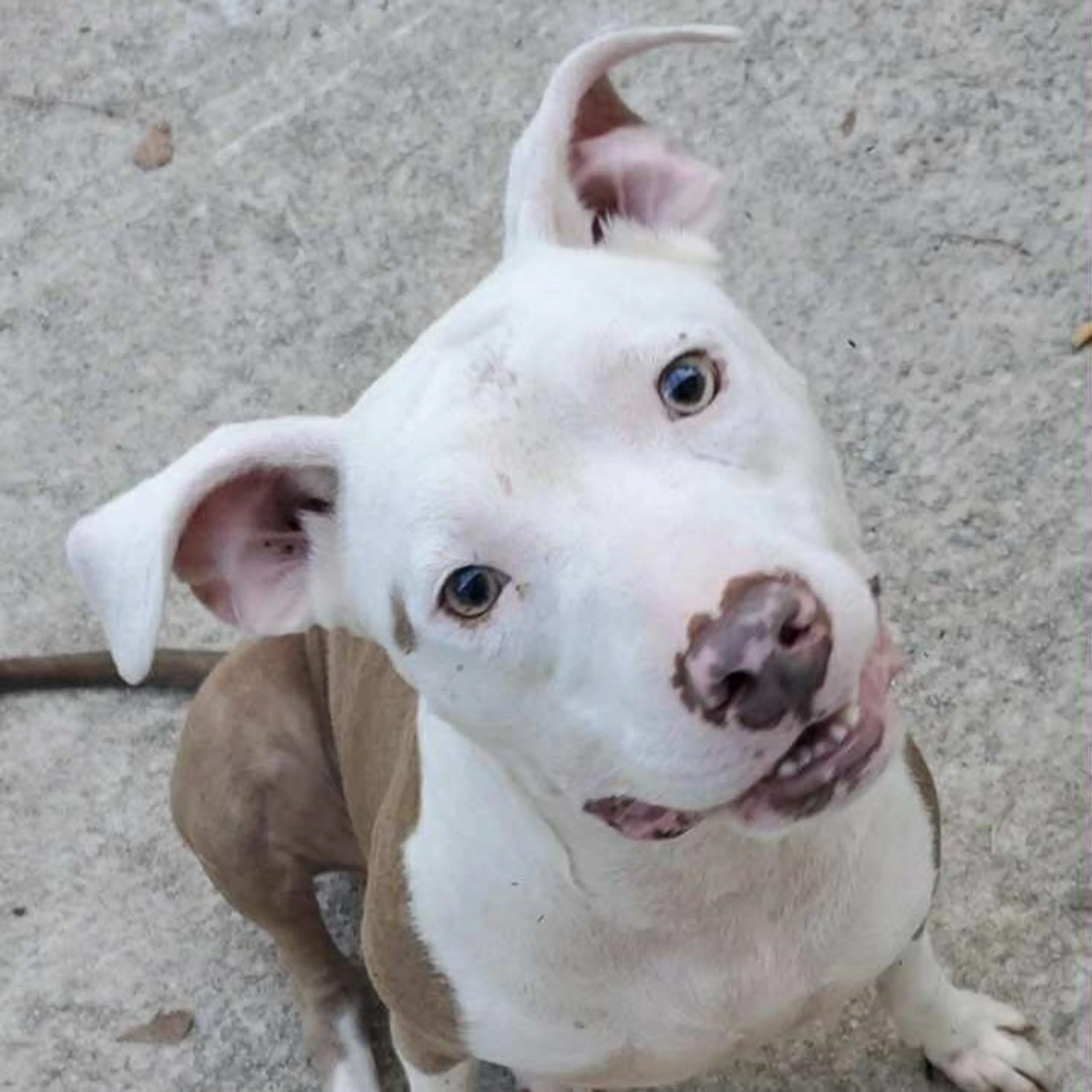 Found pet-1