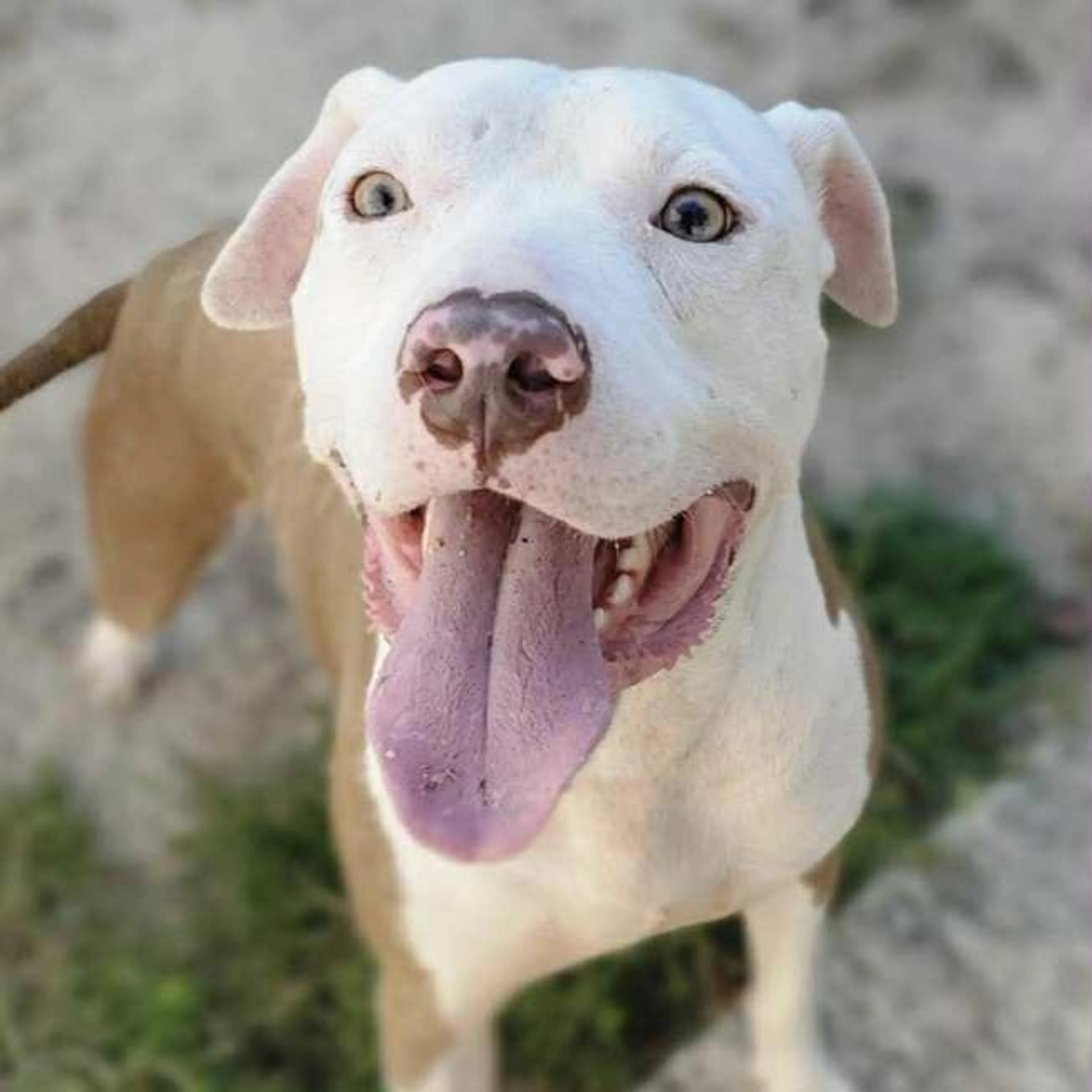 Found pet-3