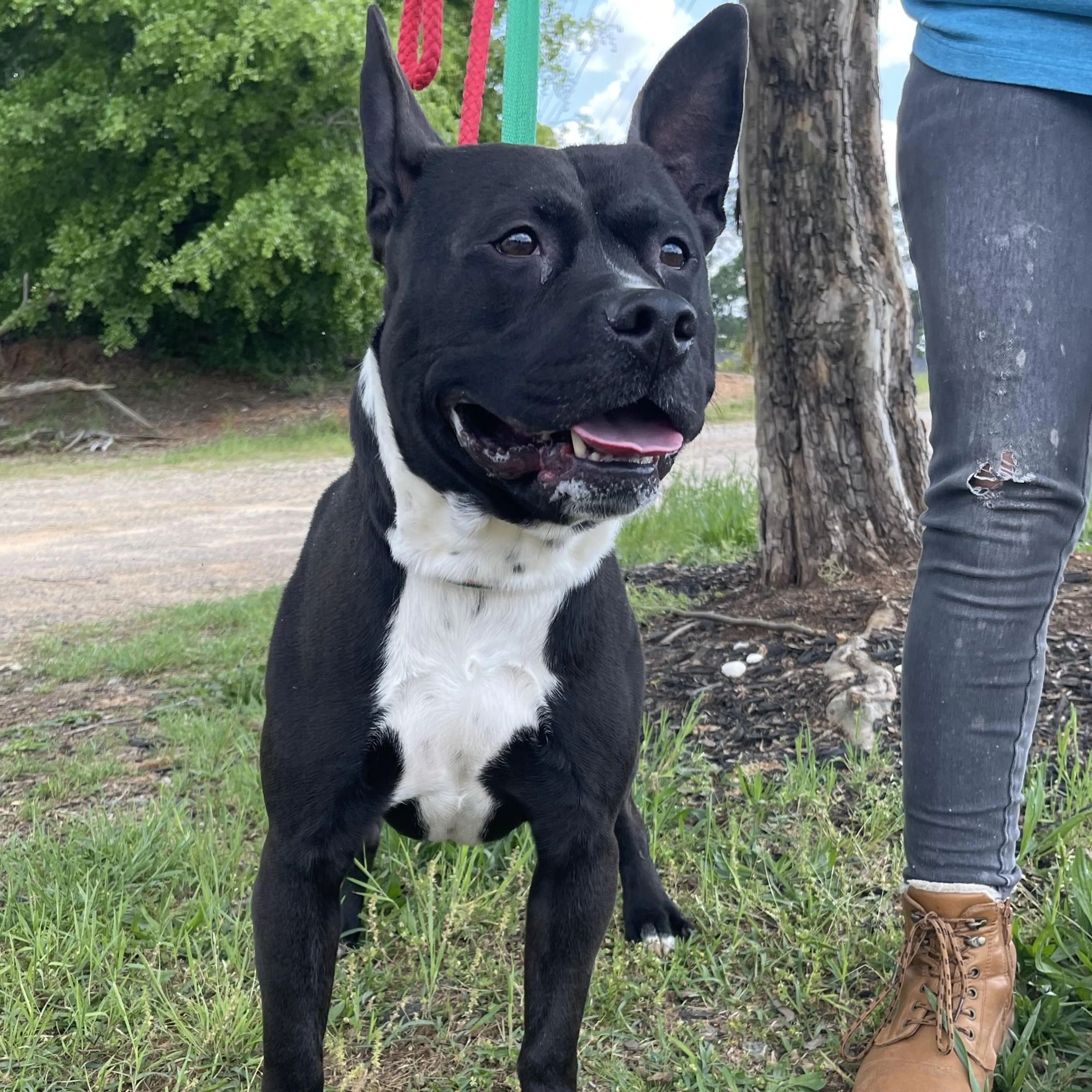 Found pet-3