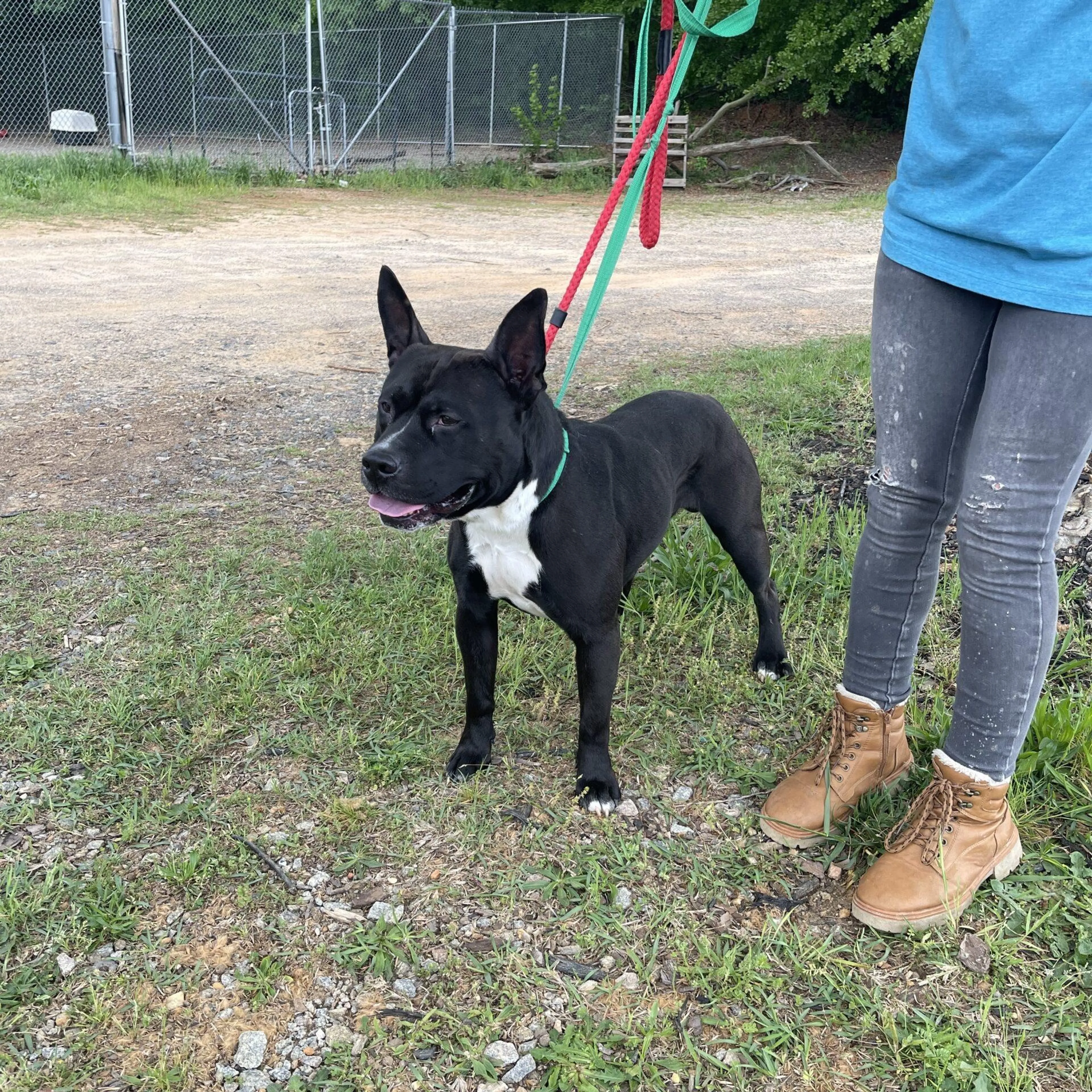Found pet-2
