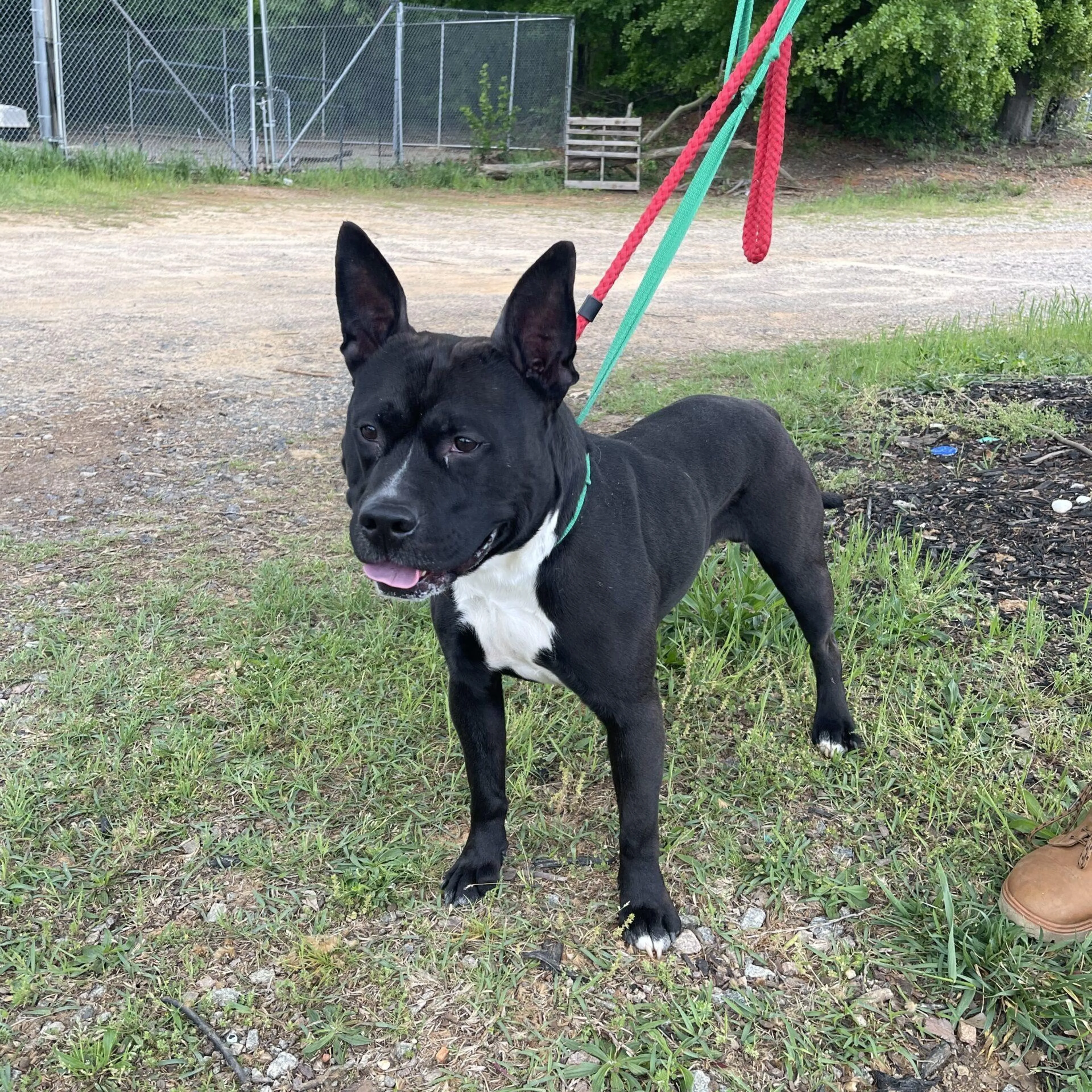Found pet-1