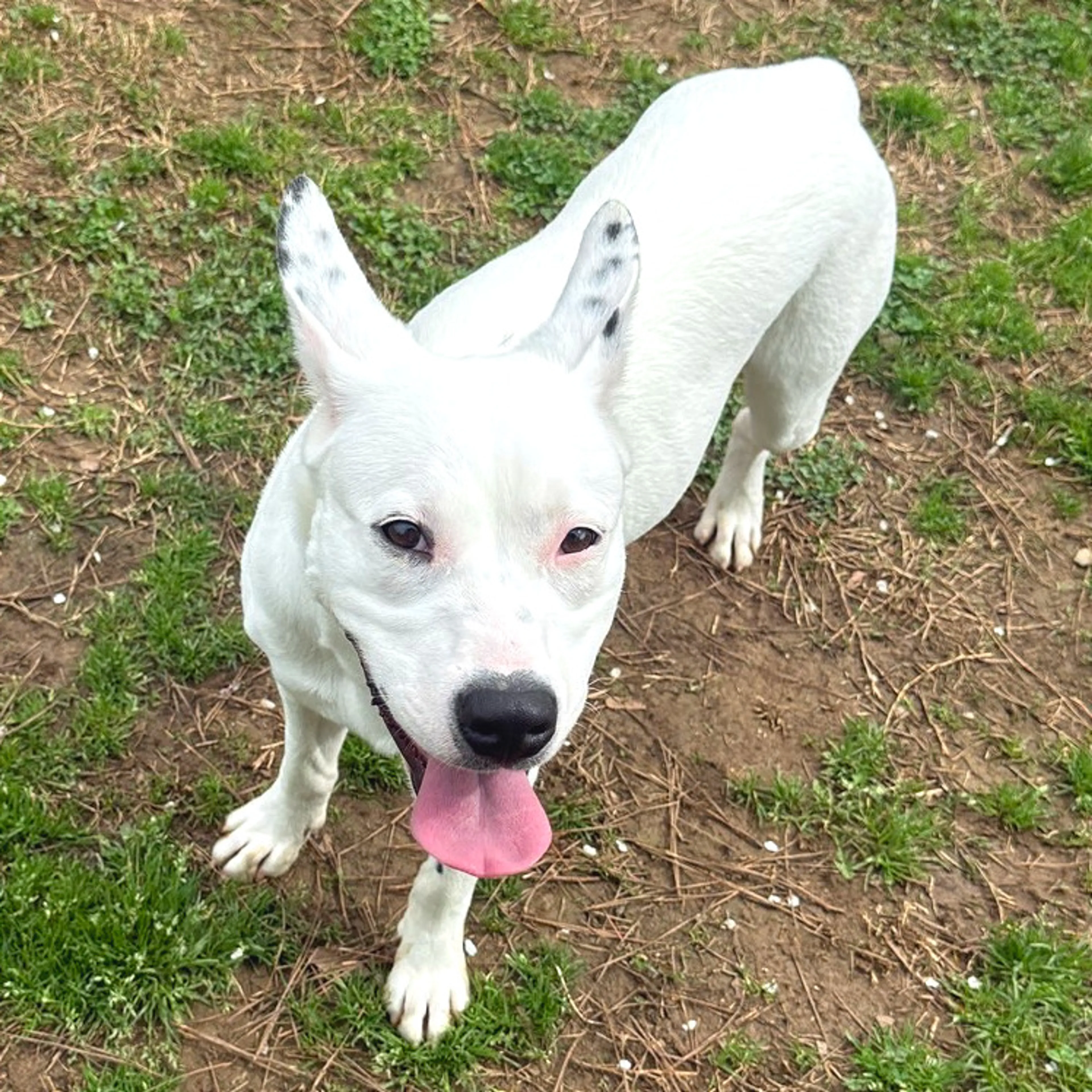 Found pet-7