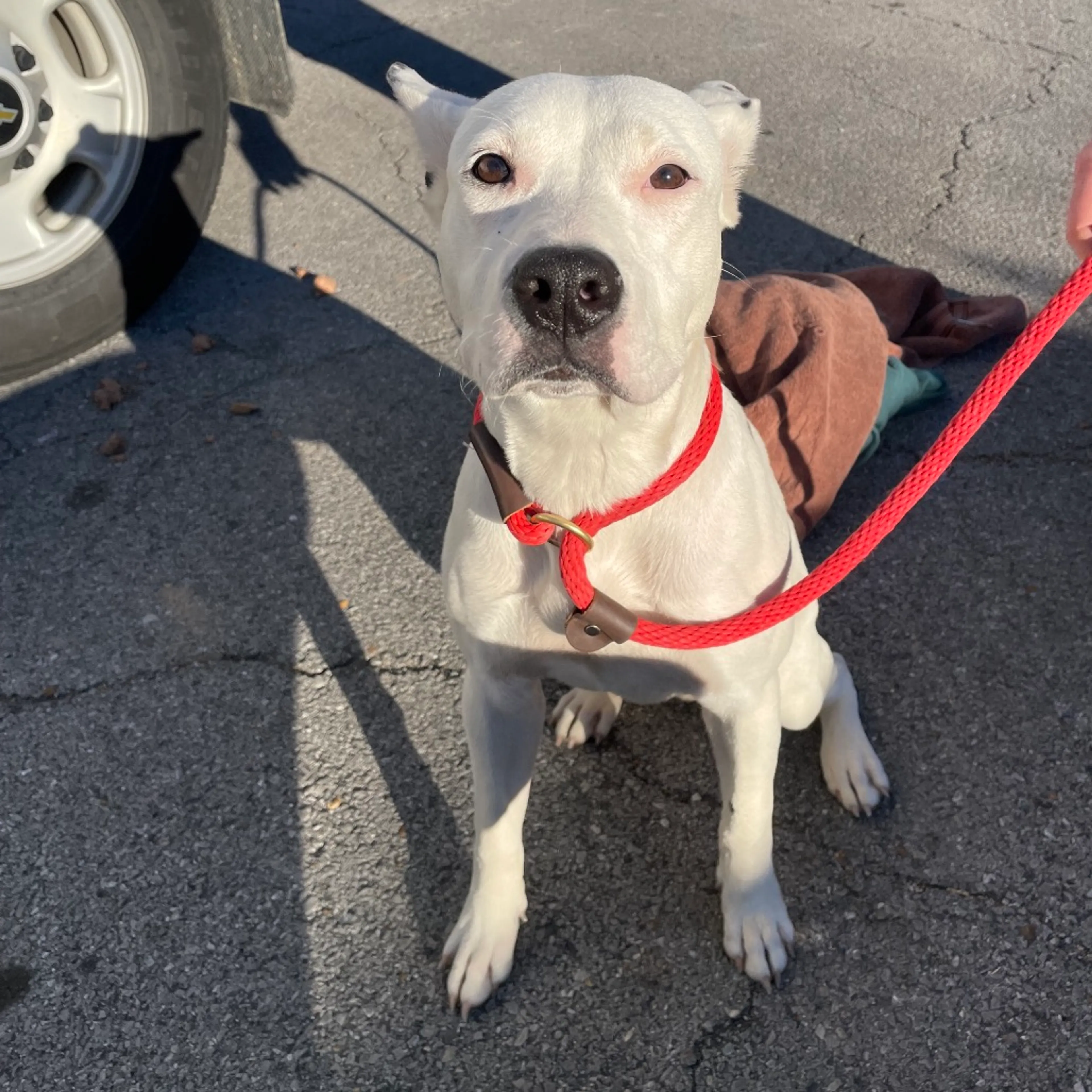 Found pet-6