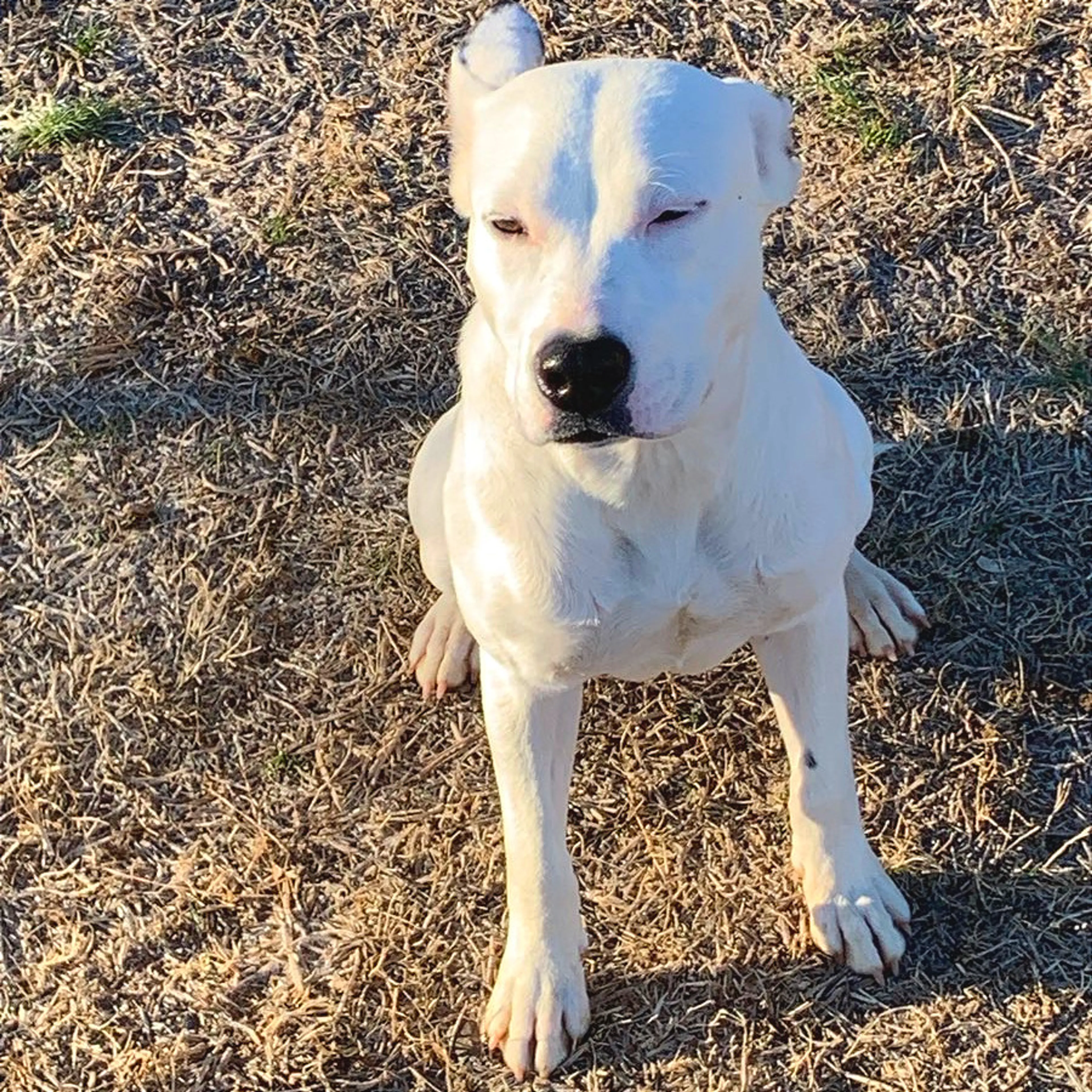 Found pet-4
