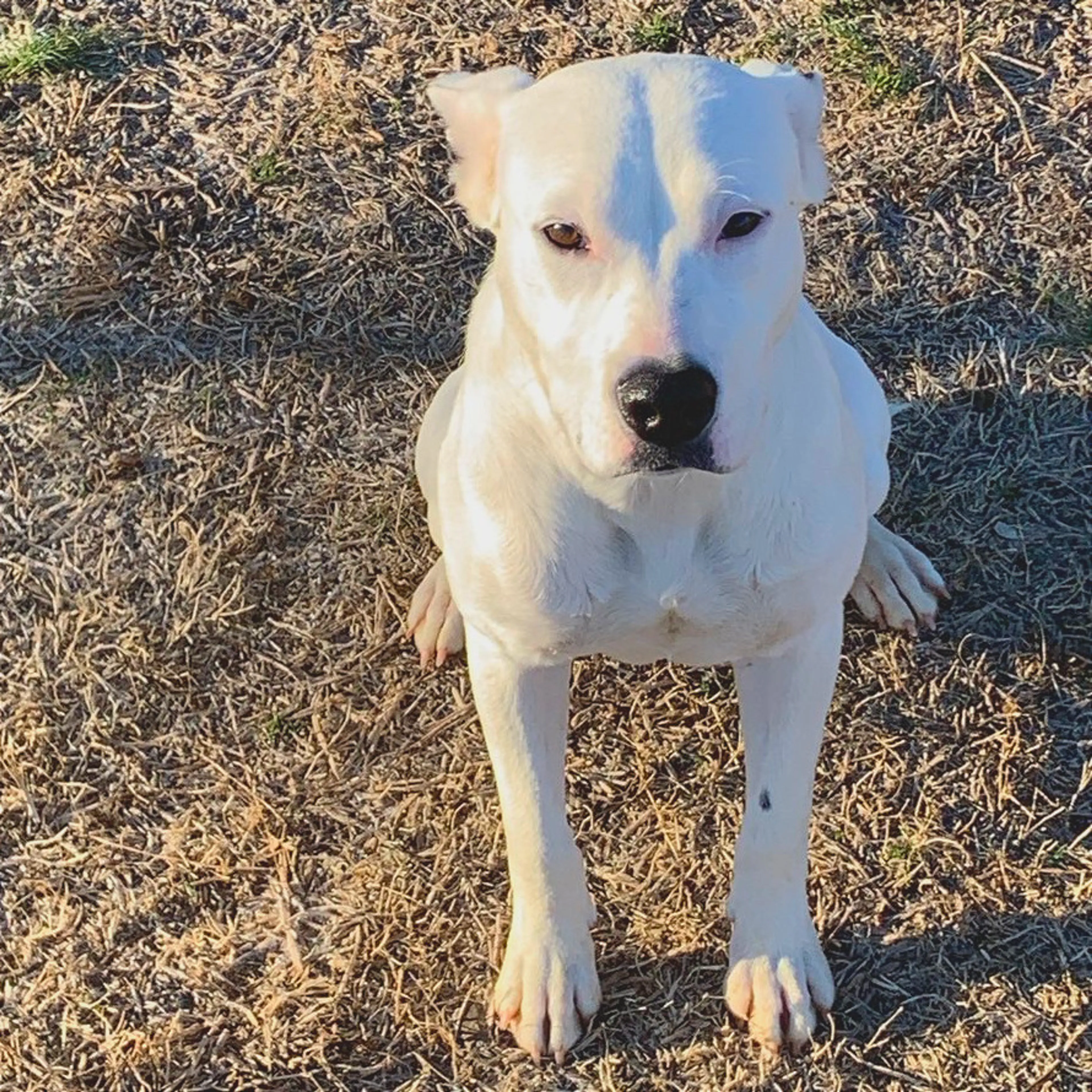 Found pet-5