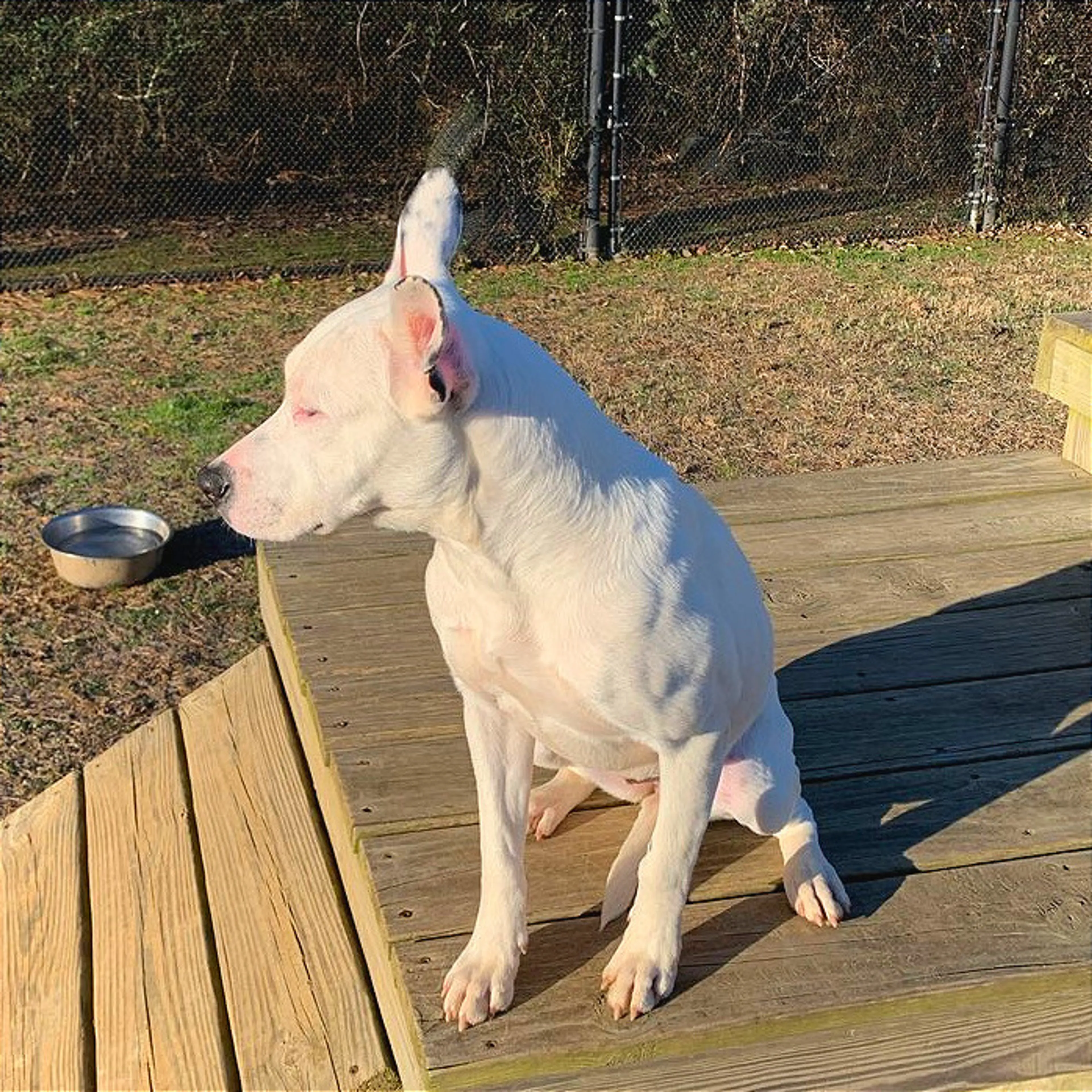 Found pet-2