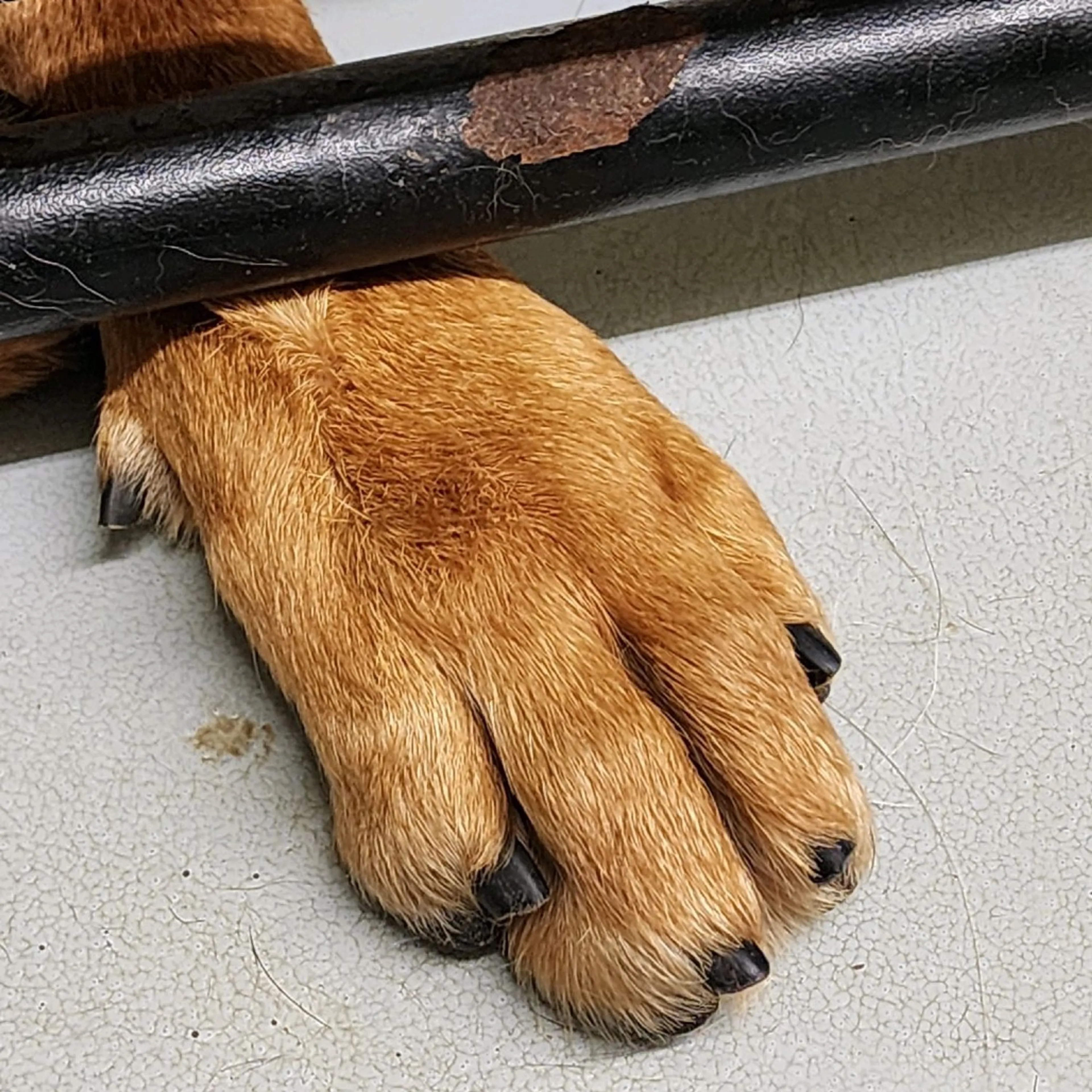 -4