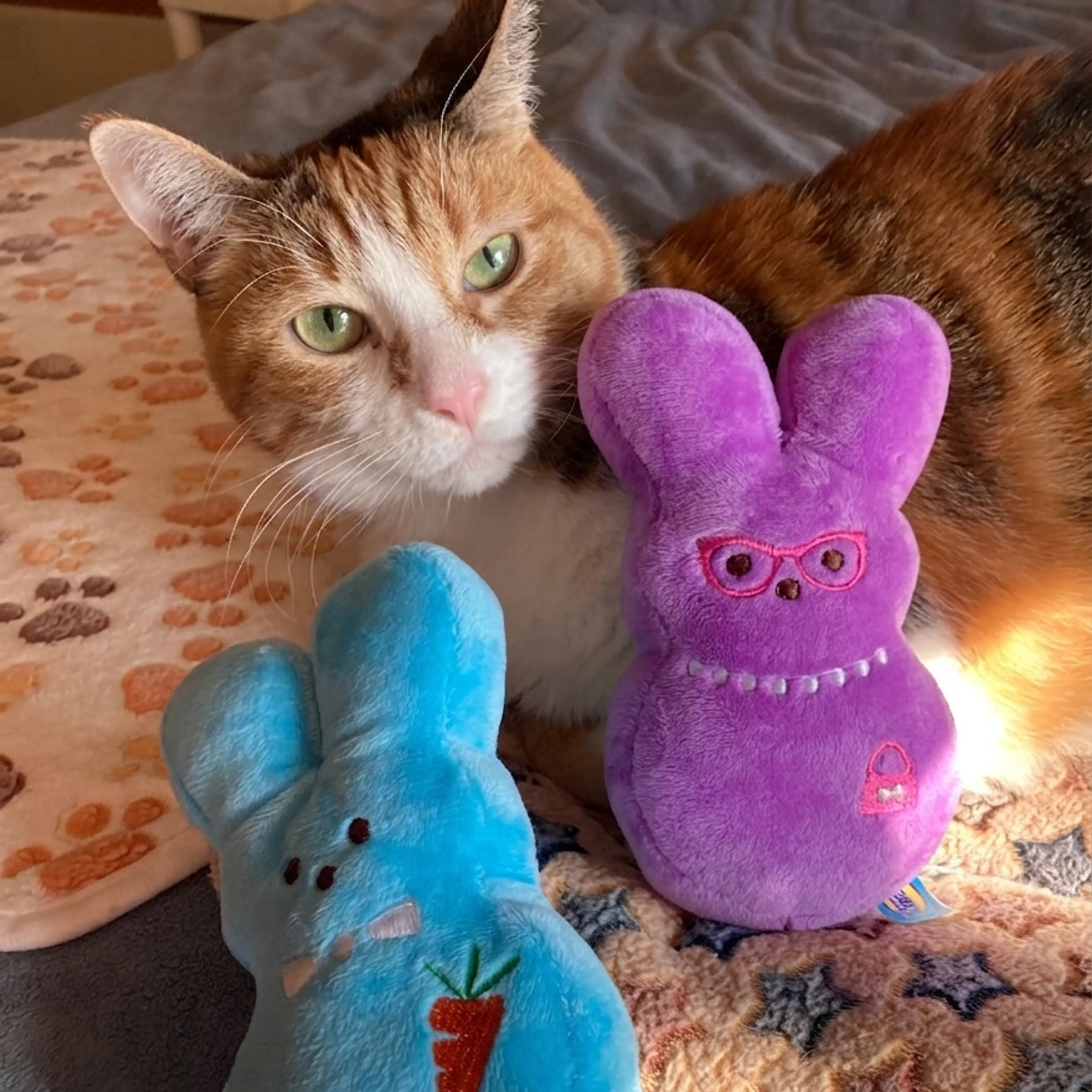 Found pet-19
