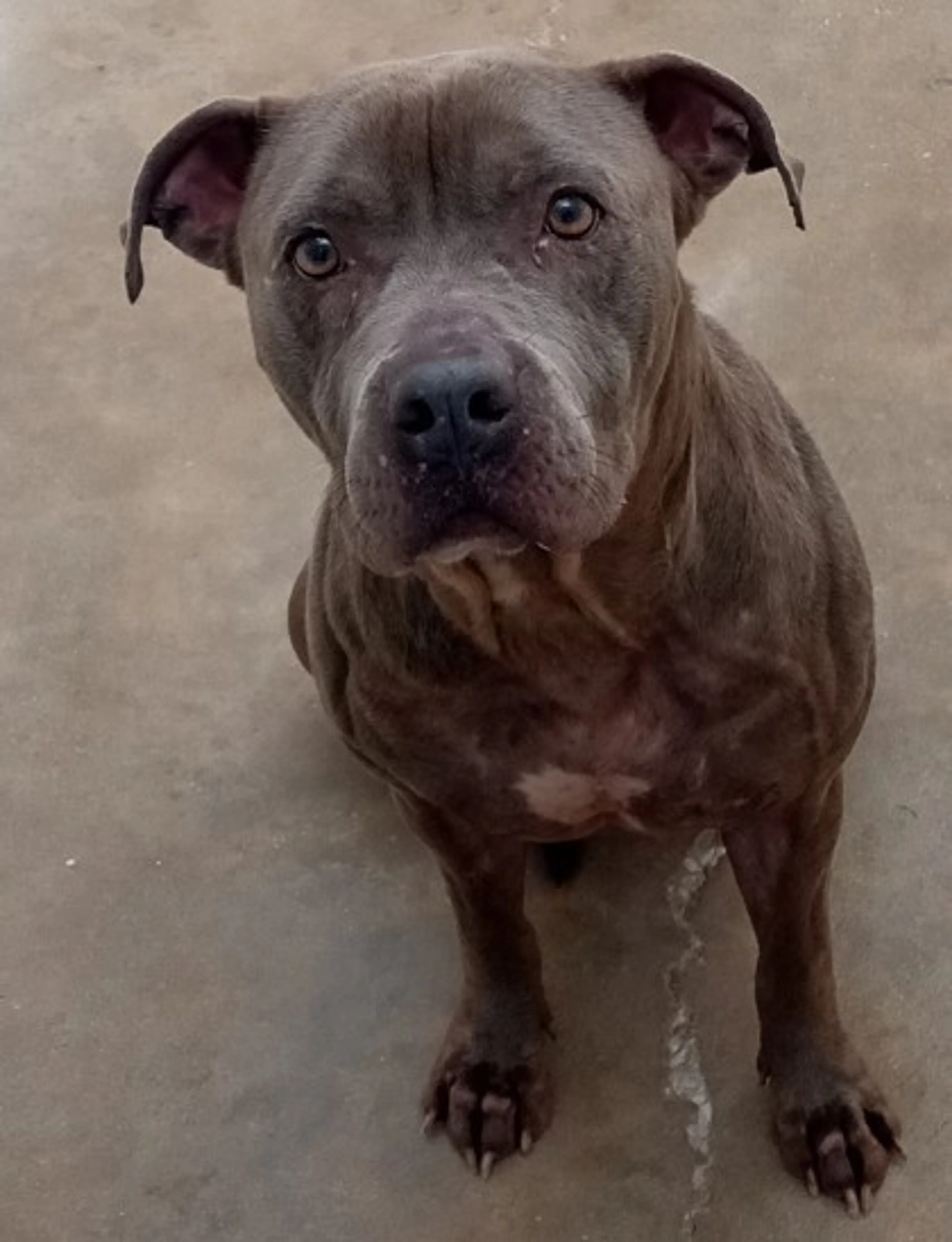 Found pet-1