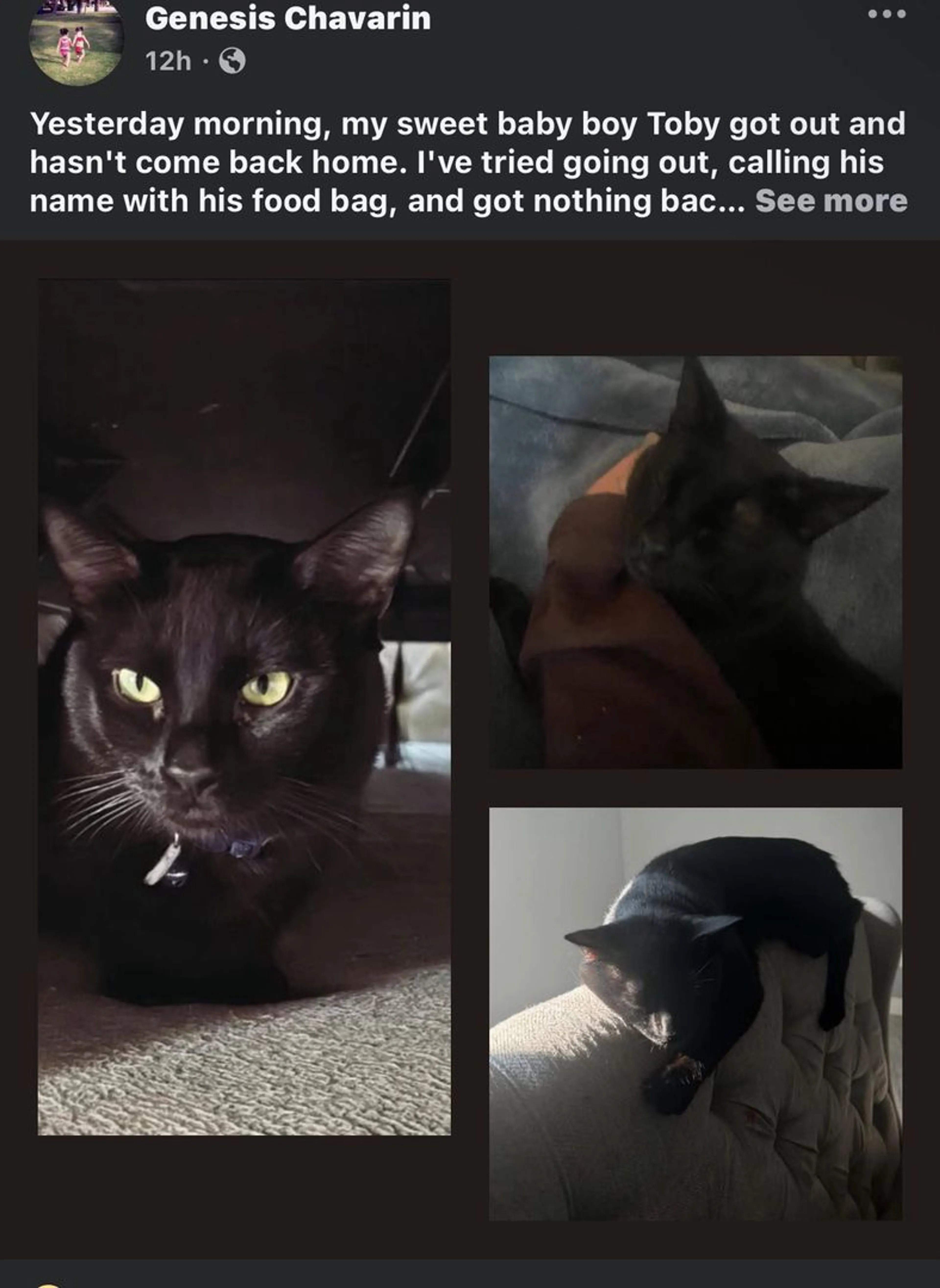 Lost pet