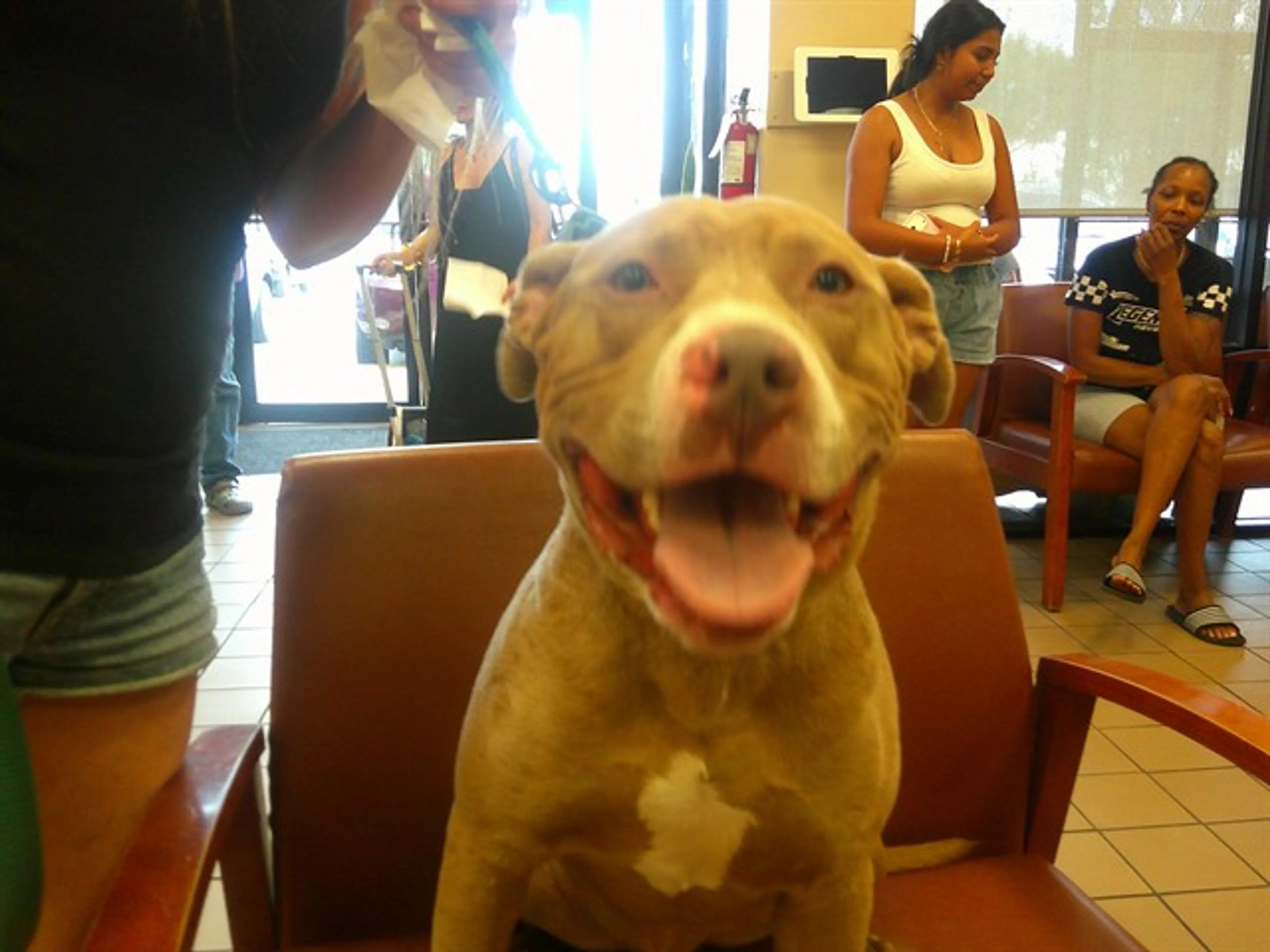 Found pet