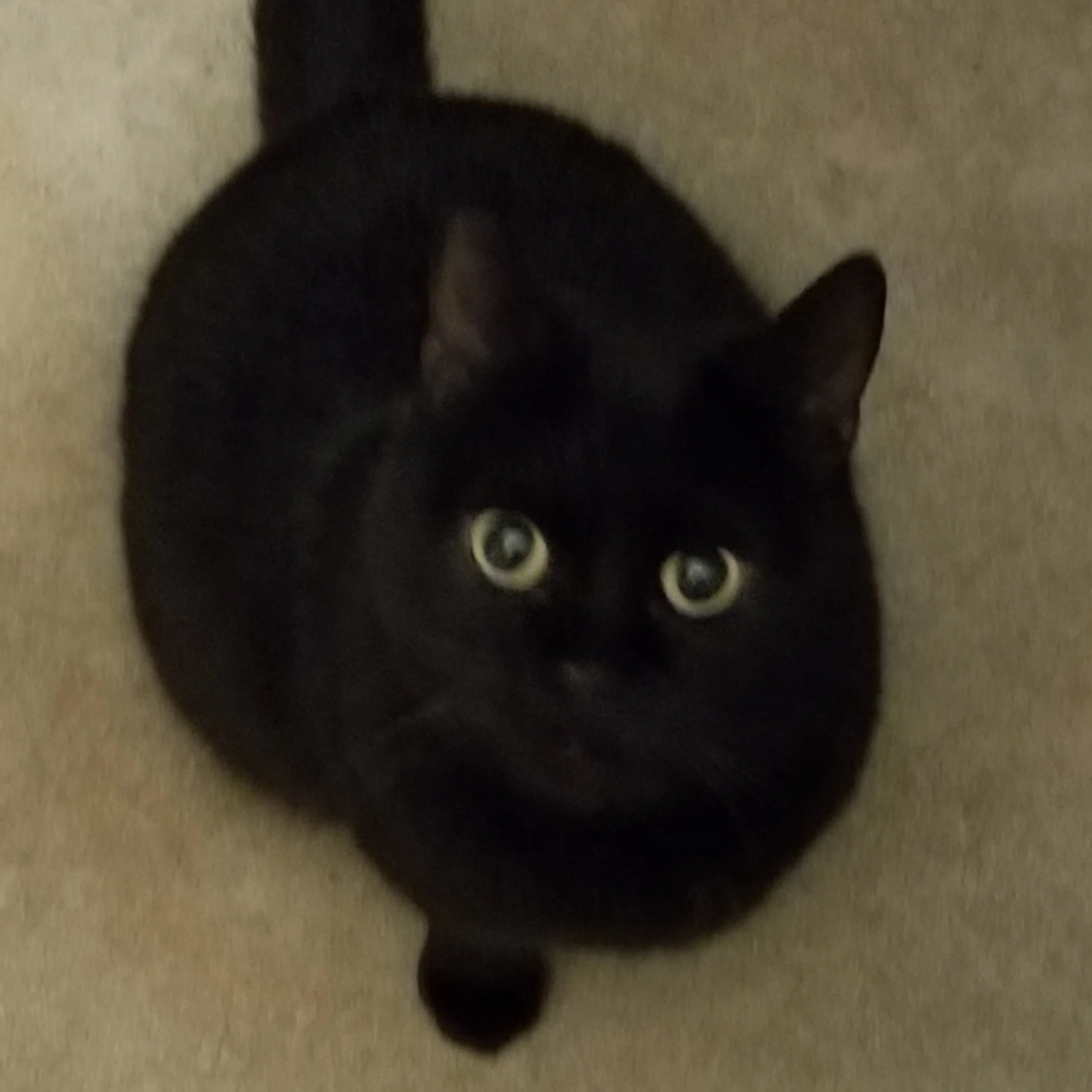 Lost pet-1