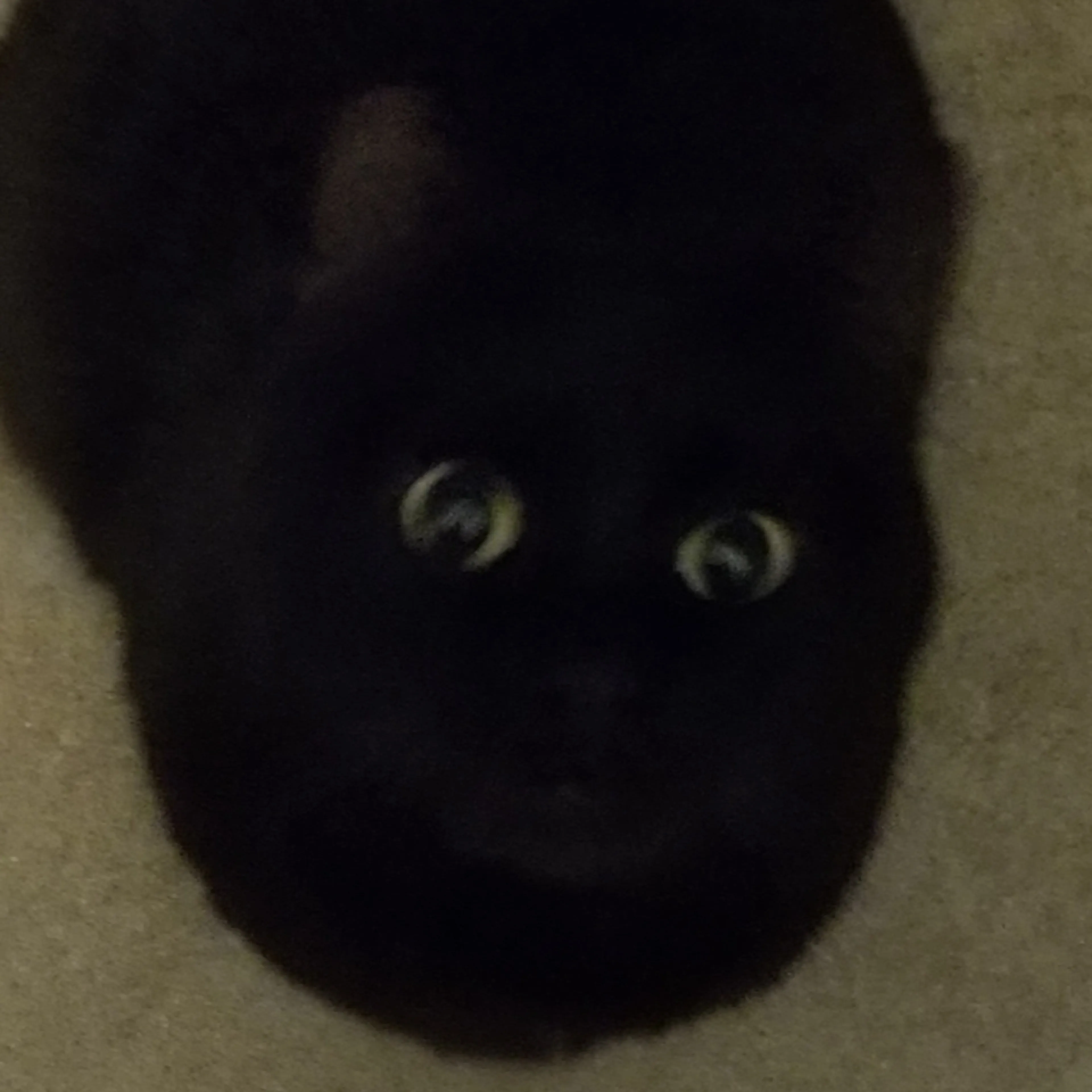 Lost pet-2