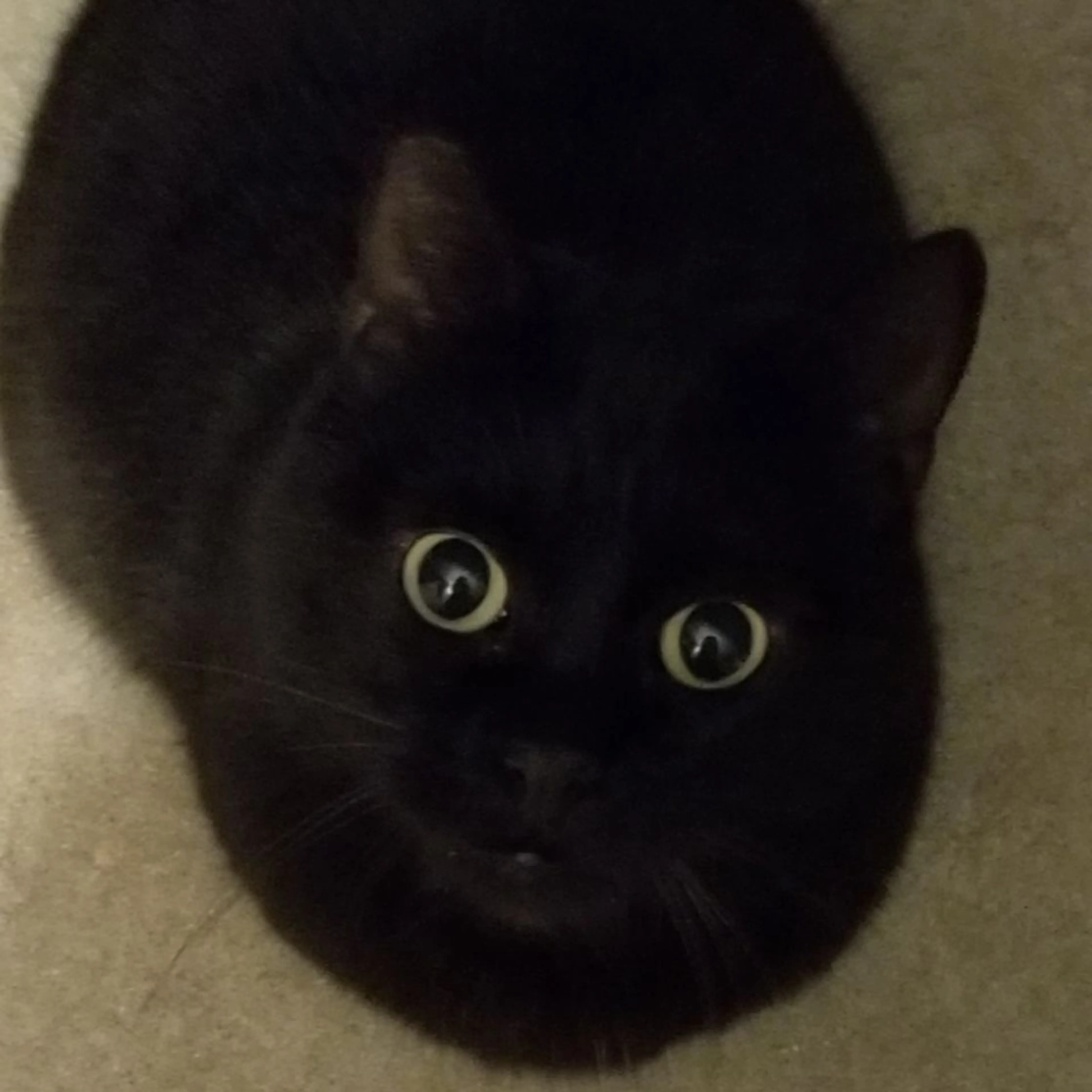 Lost pet-0