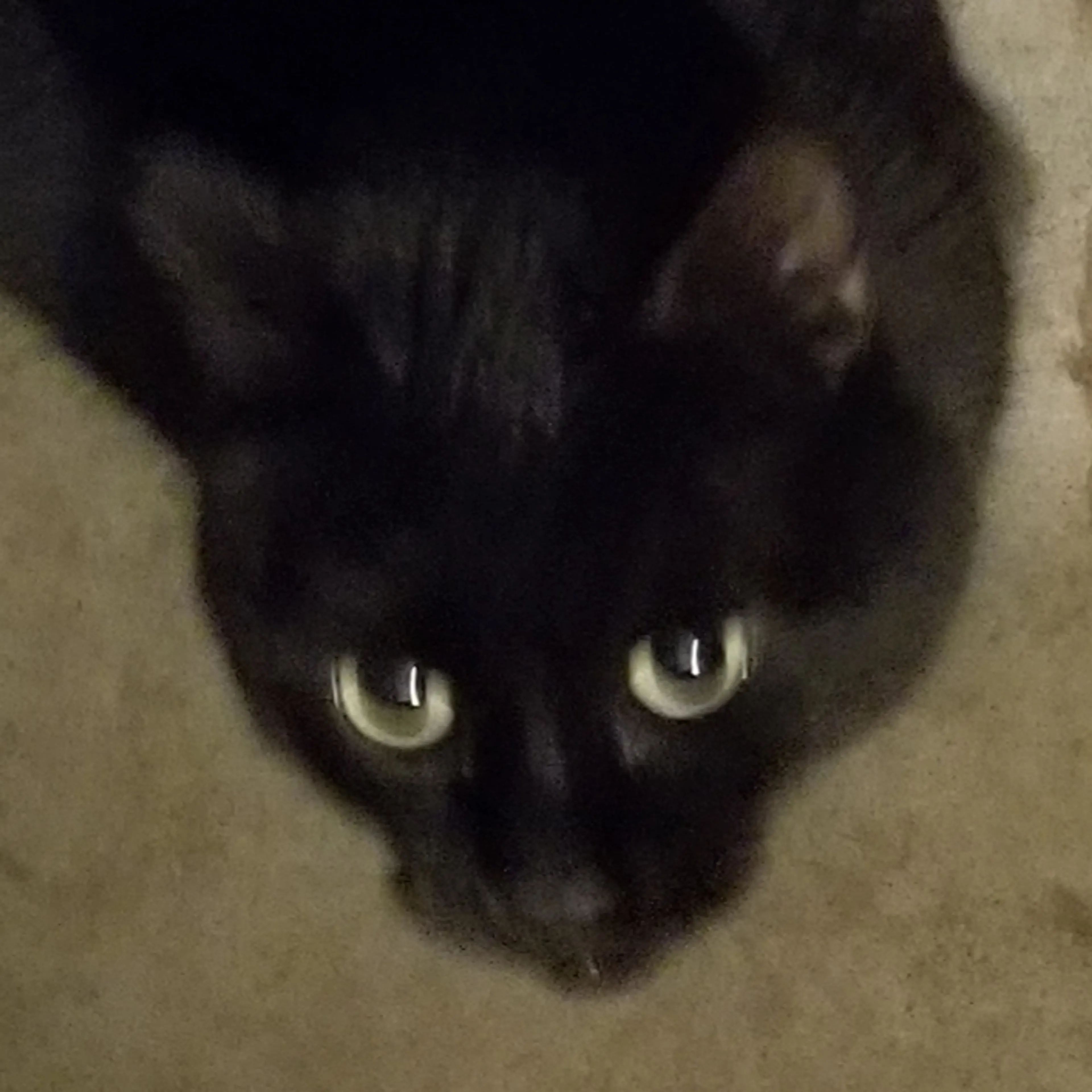 Lost pet-3