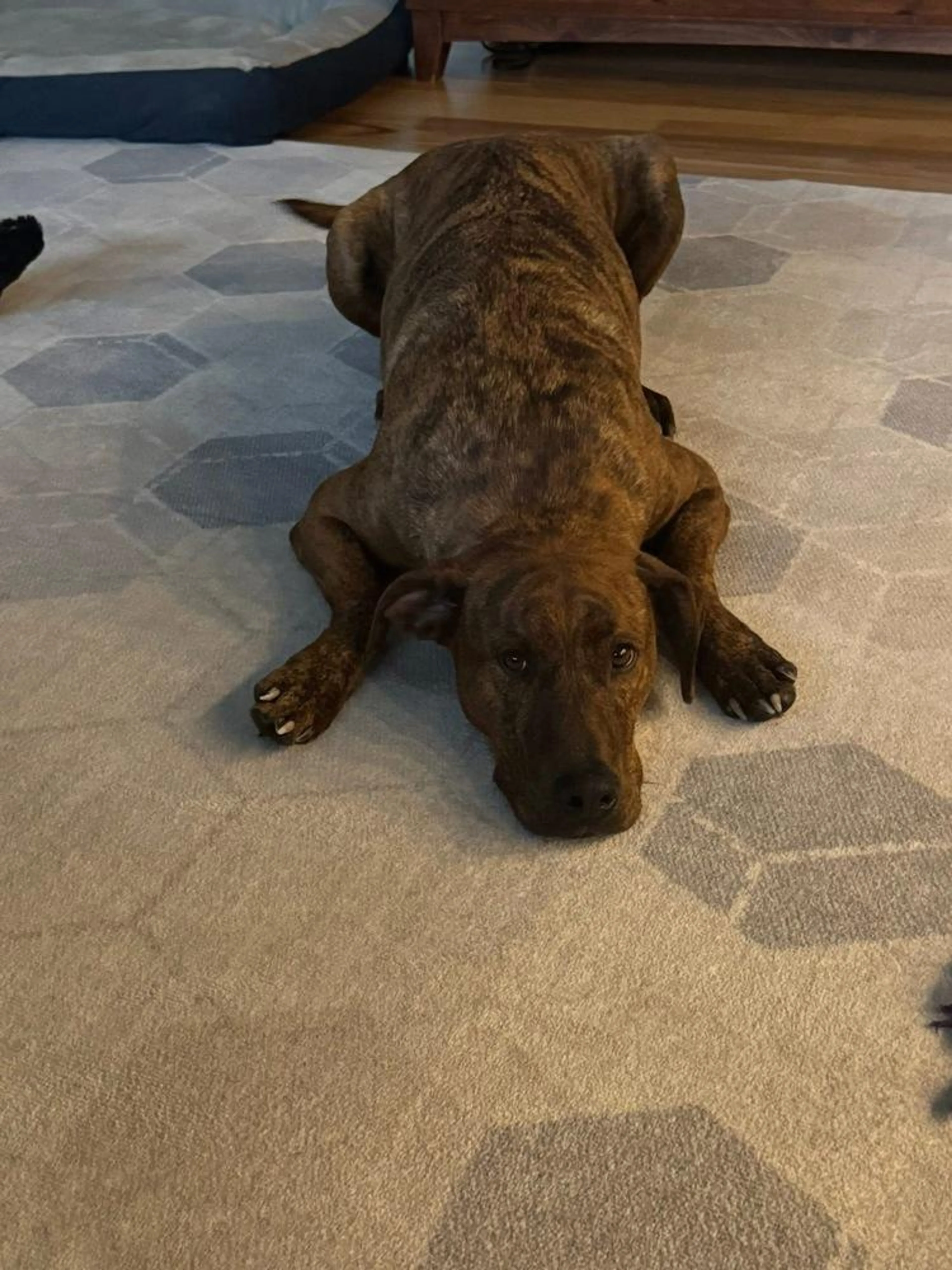 Found pet-2