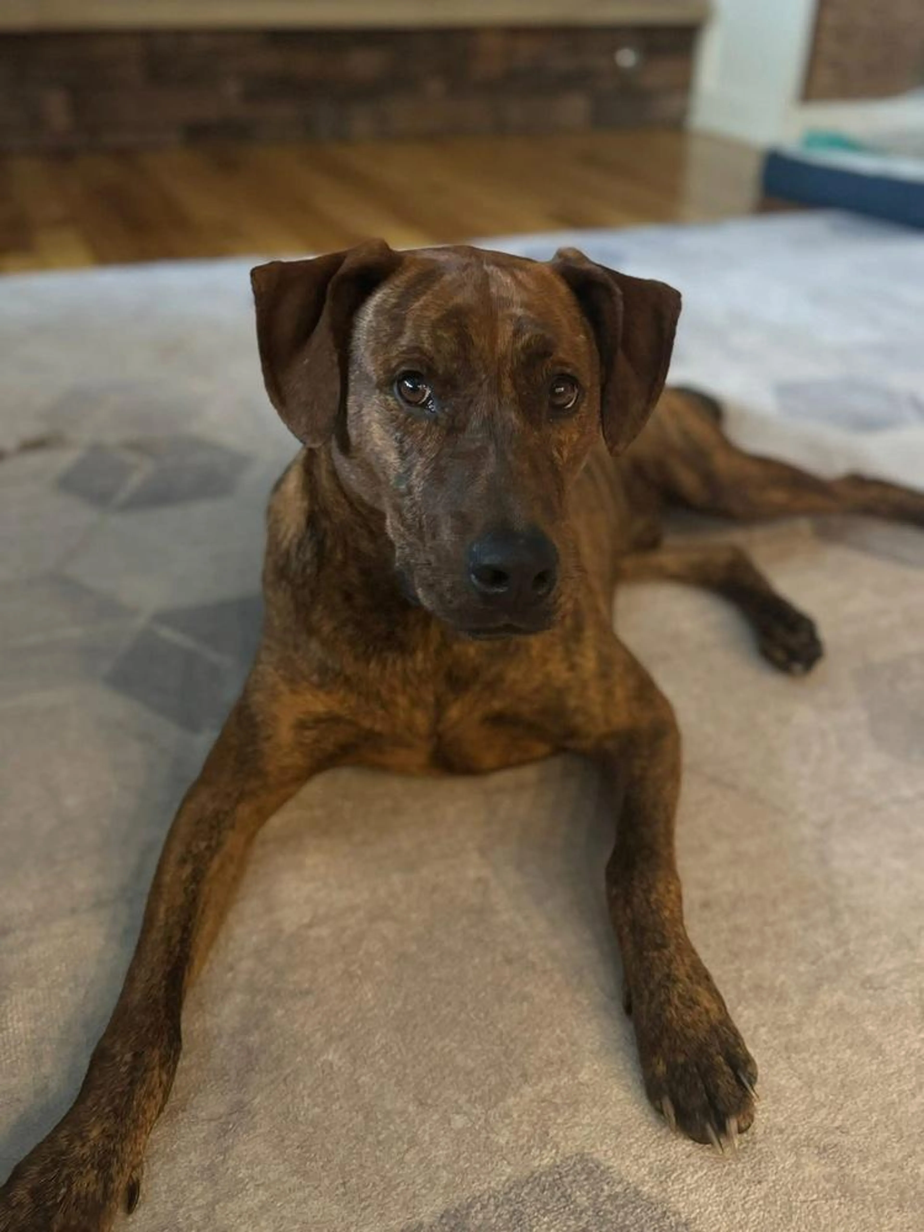 Found pet-4