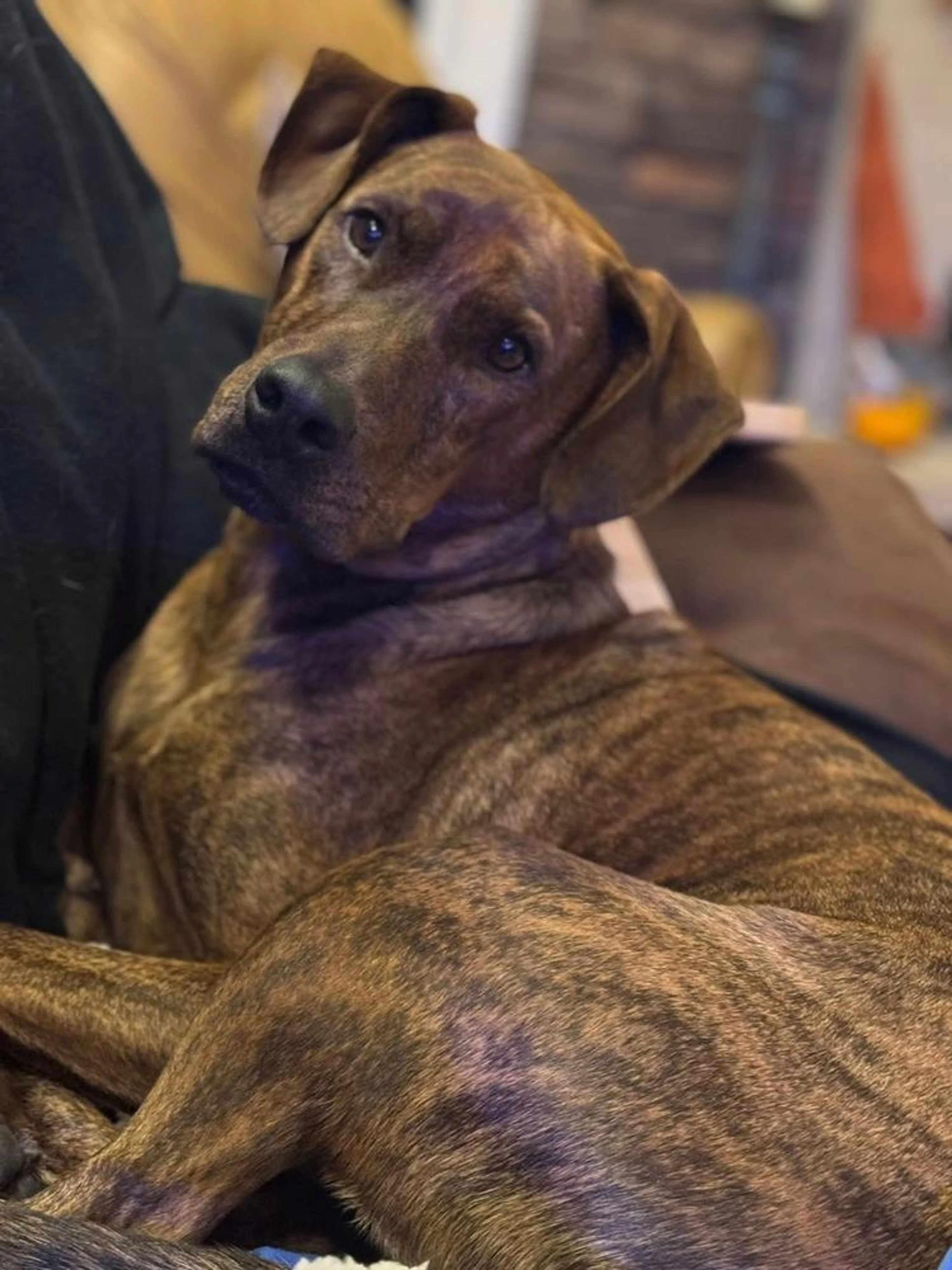 Found pet-5