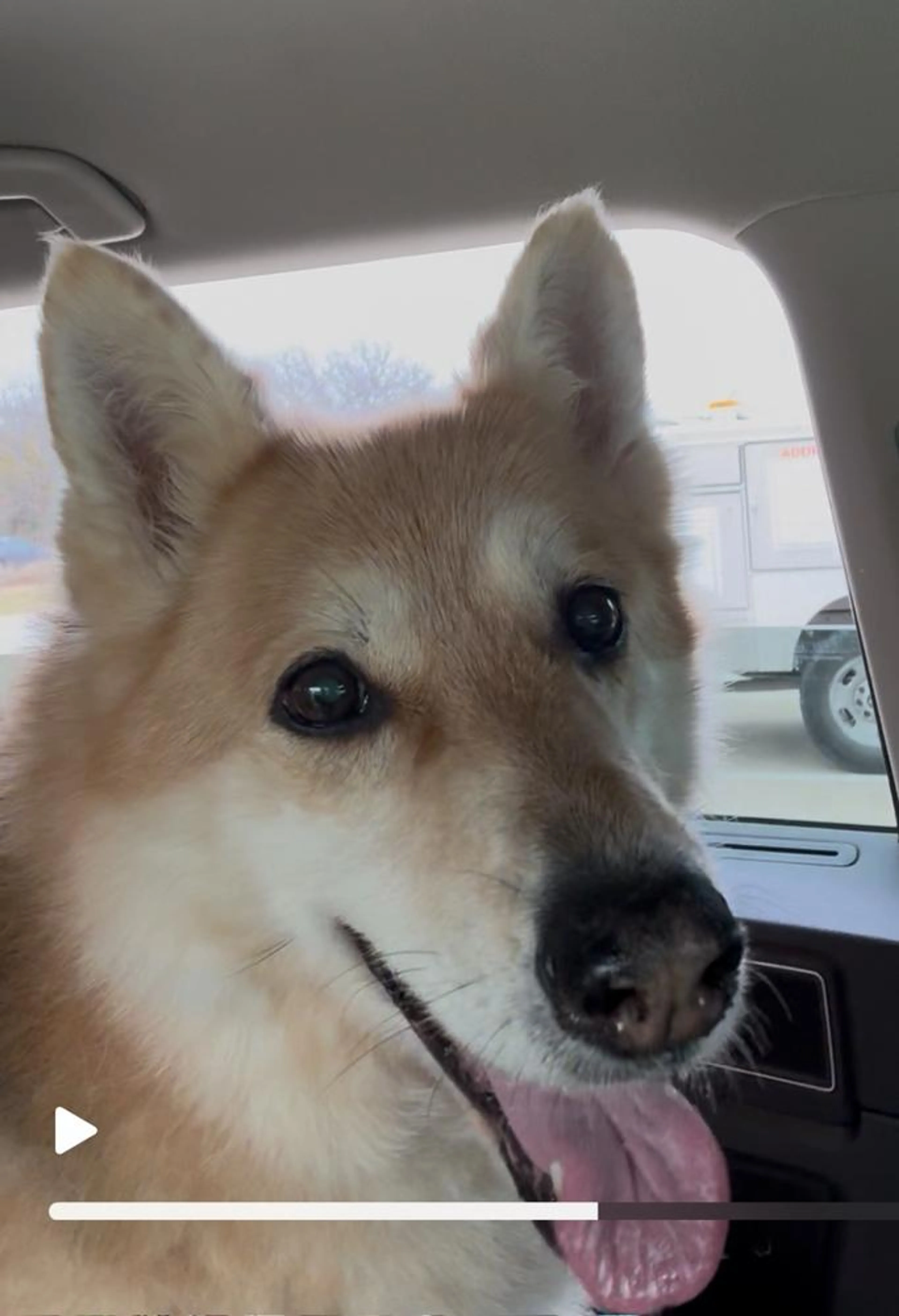 Found pet-2
