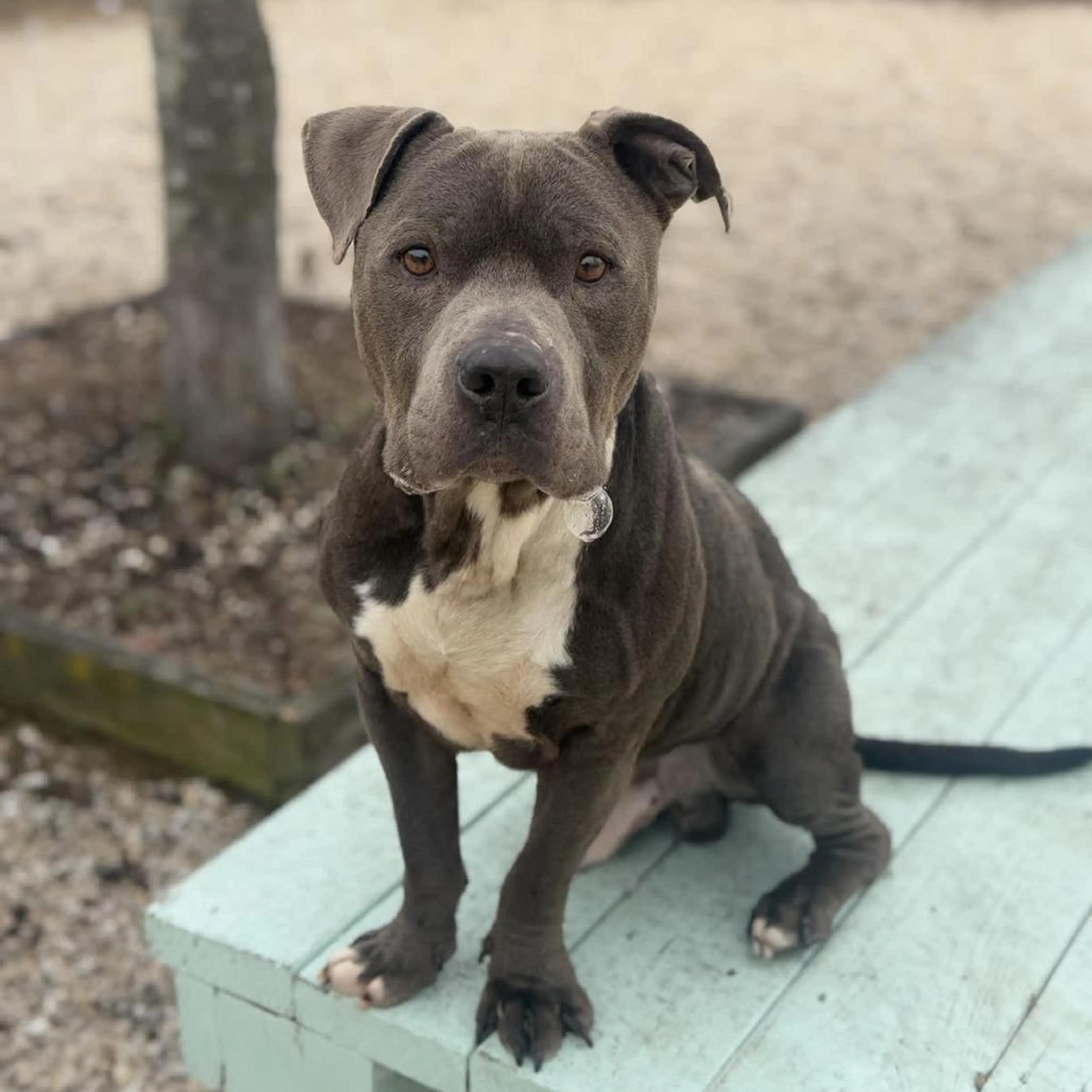 Found pet-4